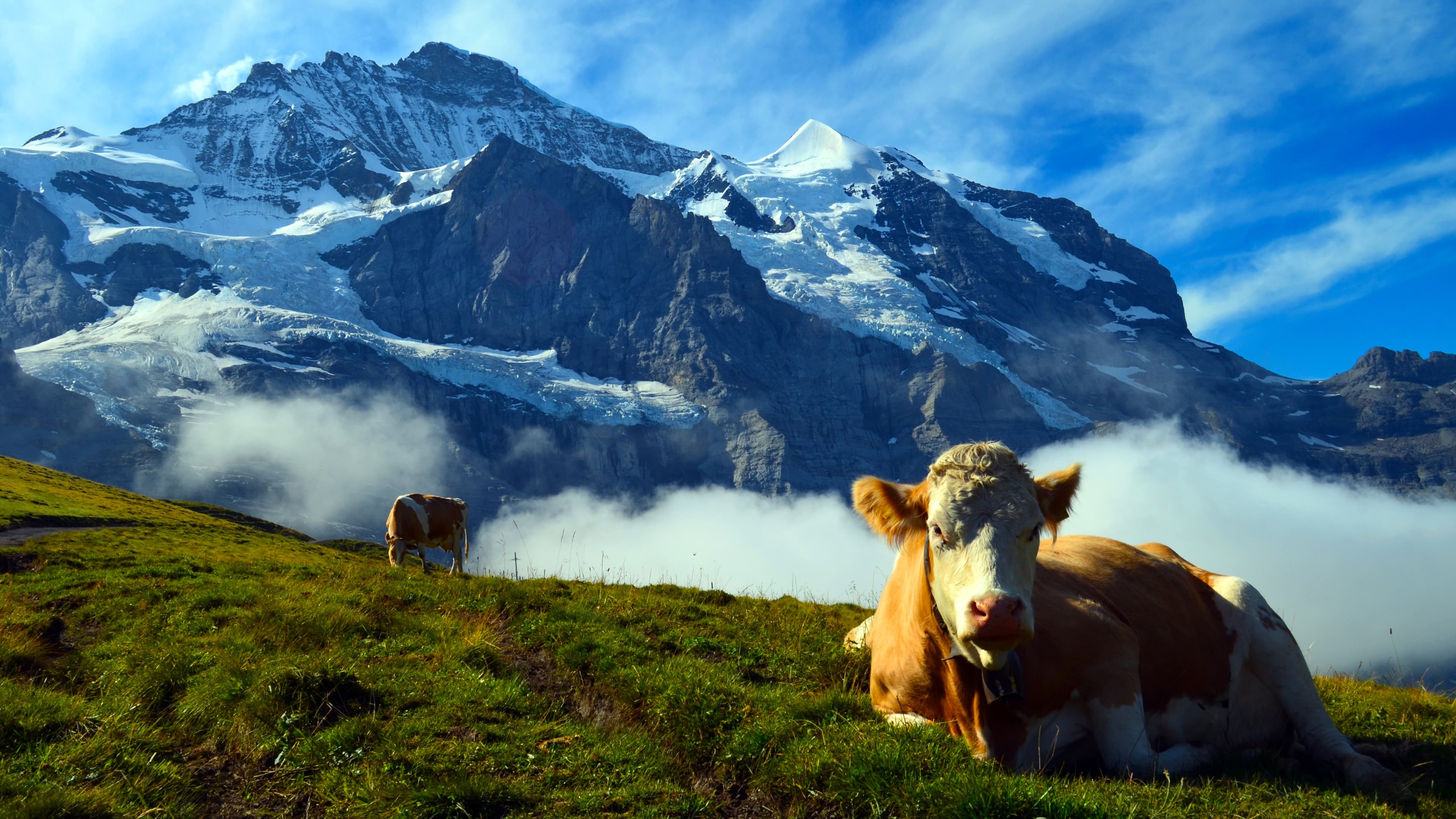 Unsere wilde Schweiz