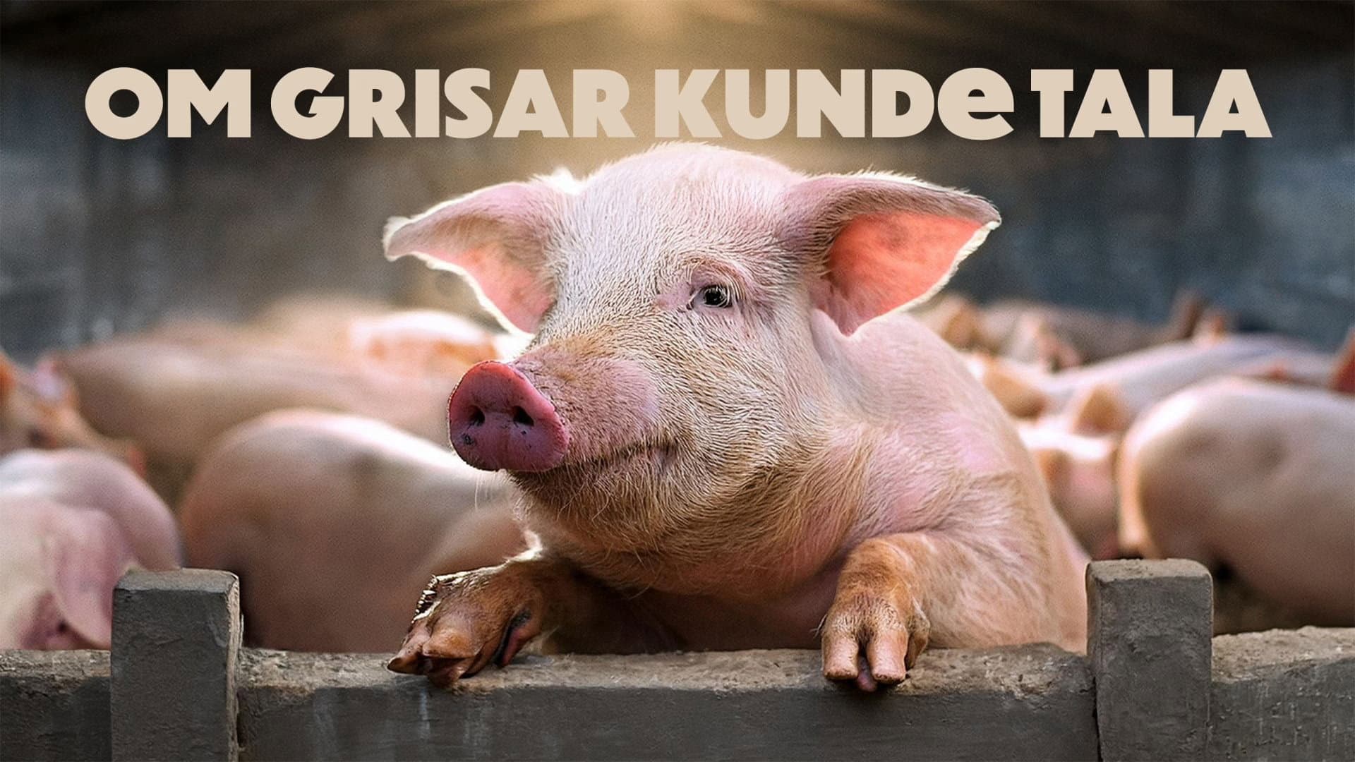 If Pigs Could Talk