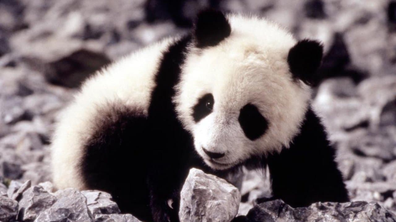 El pequeño panda
