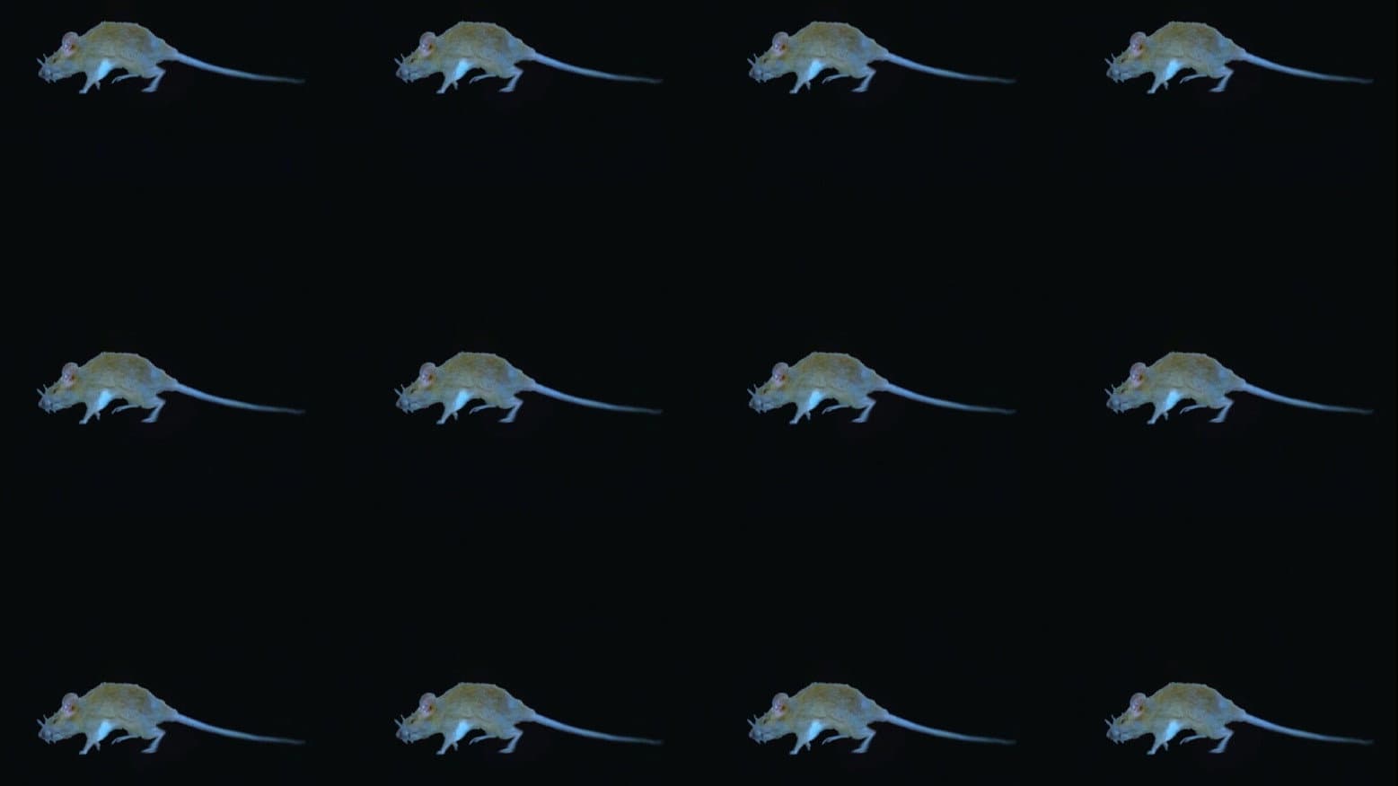 The Experience of a Rat