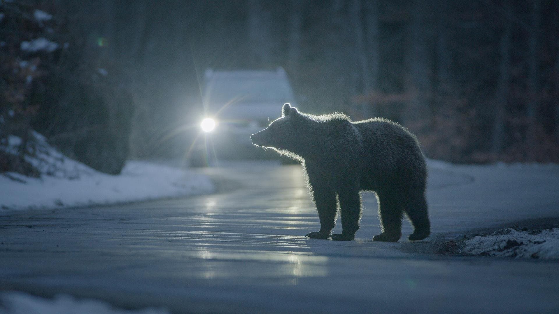 Bärenalarm in Transsilvanien