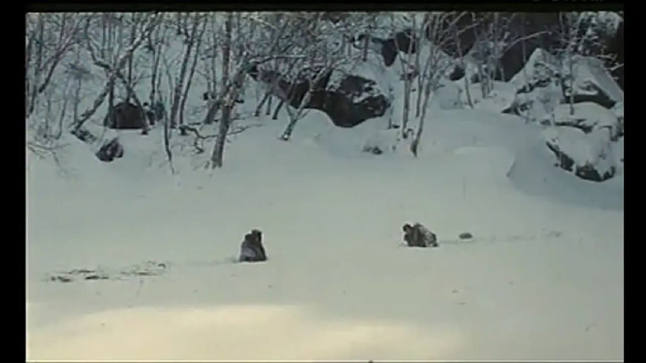 火狐