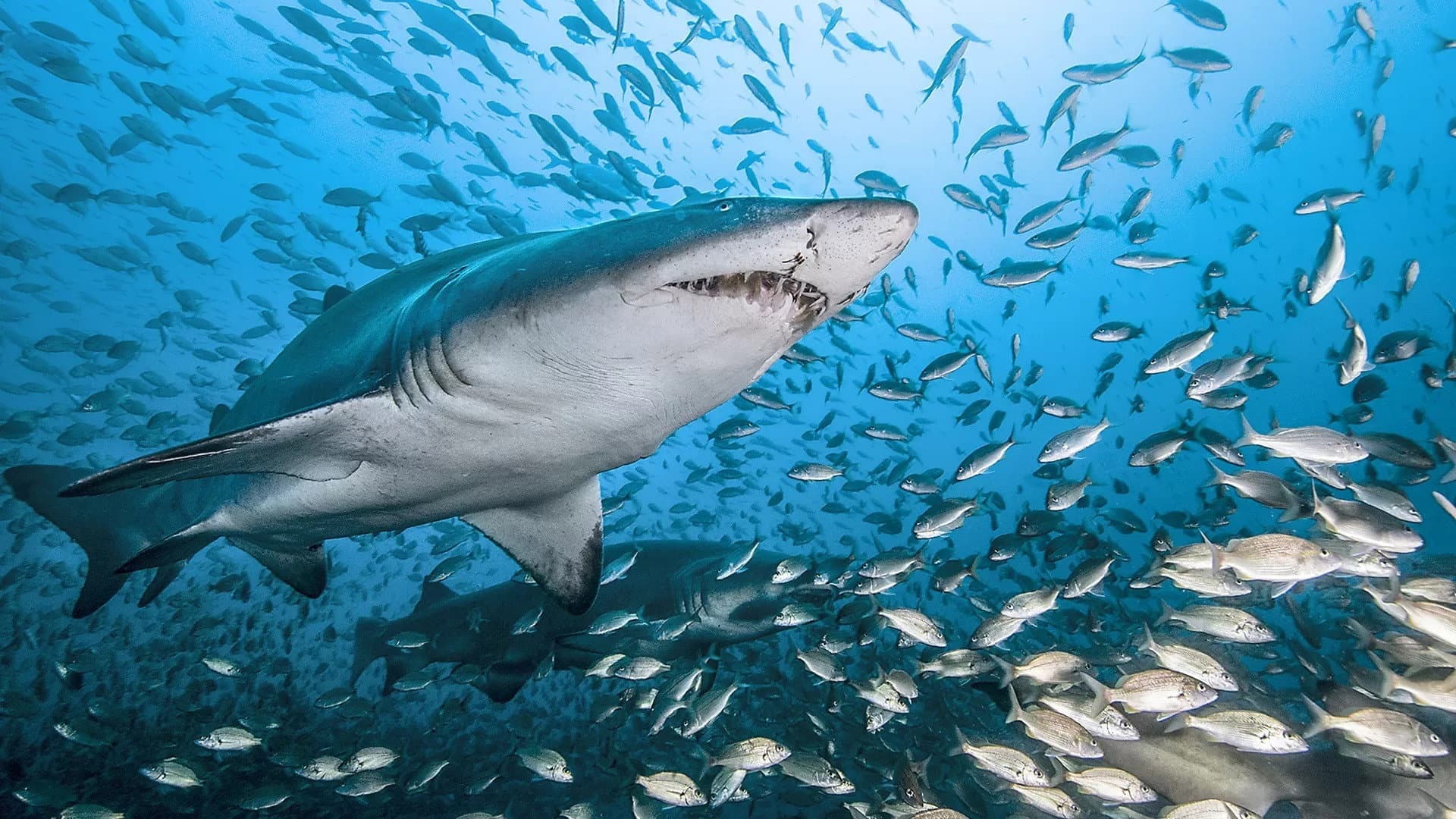 Dans le sillage des requins - La Vie secrète
