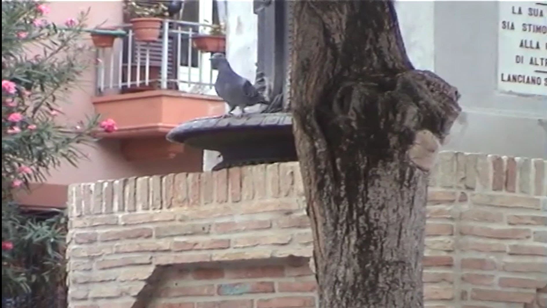 GUERRILLA GARDENING