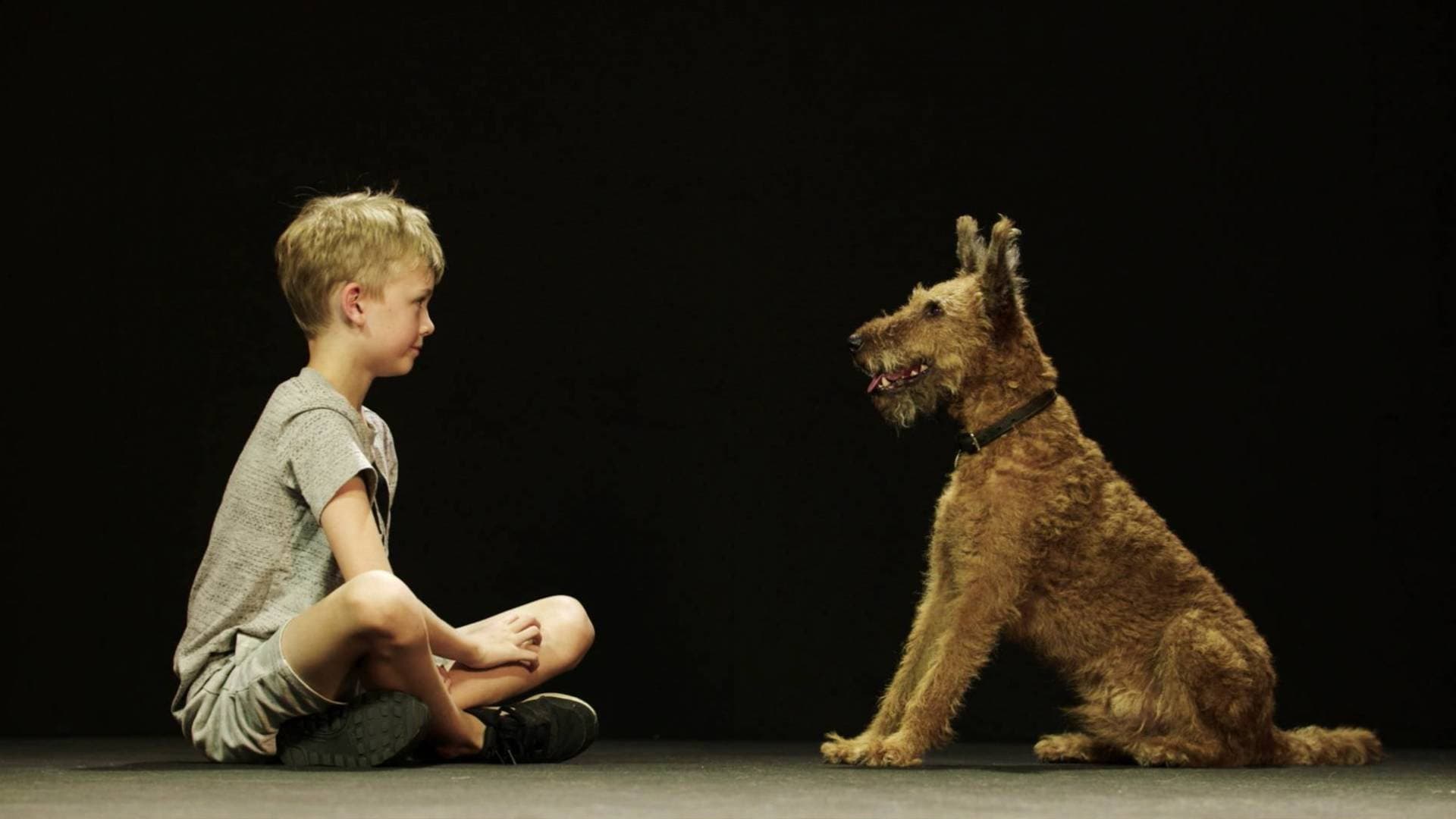 Dogs & US The Secret of Our Friendship