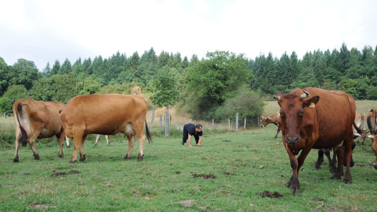 Dans le regard d'une bête