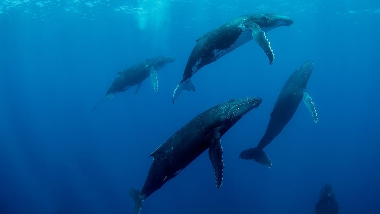 Ballenas