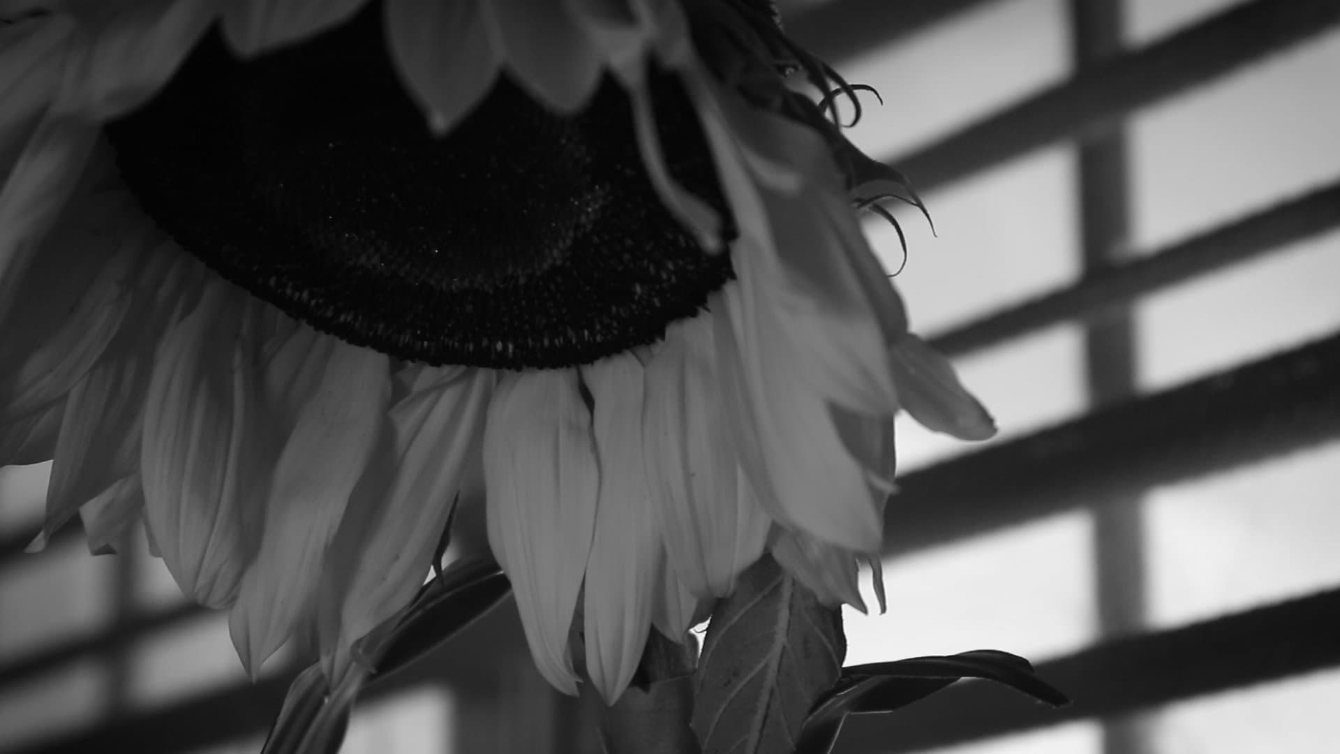 How To Water a Sunflower