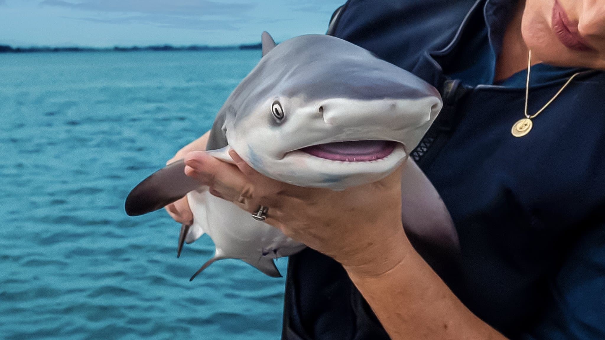 Tiburones bebé
