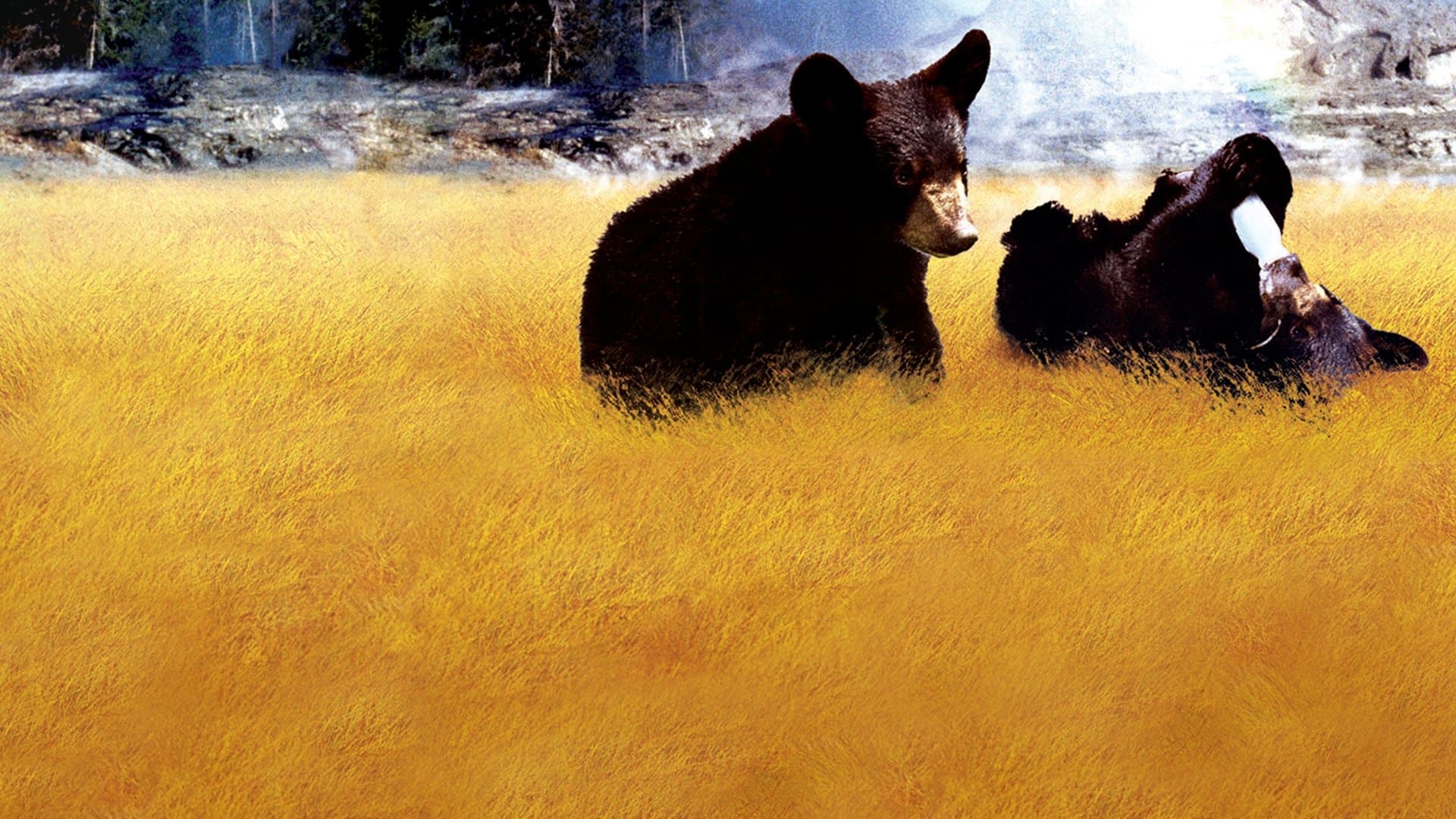 Los oseznos de Yellowstone