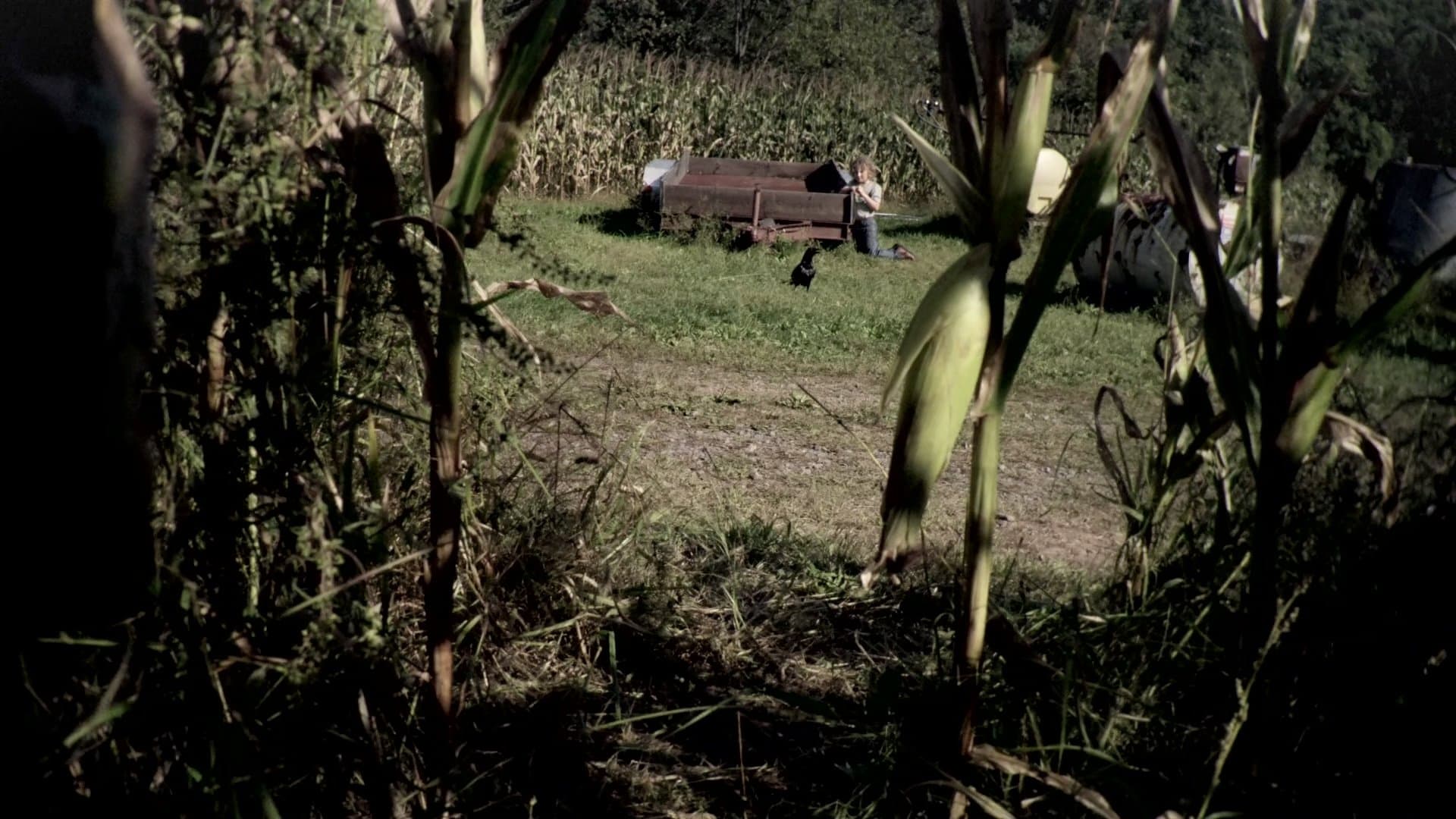 Campos de sangre