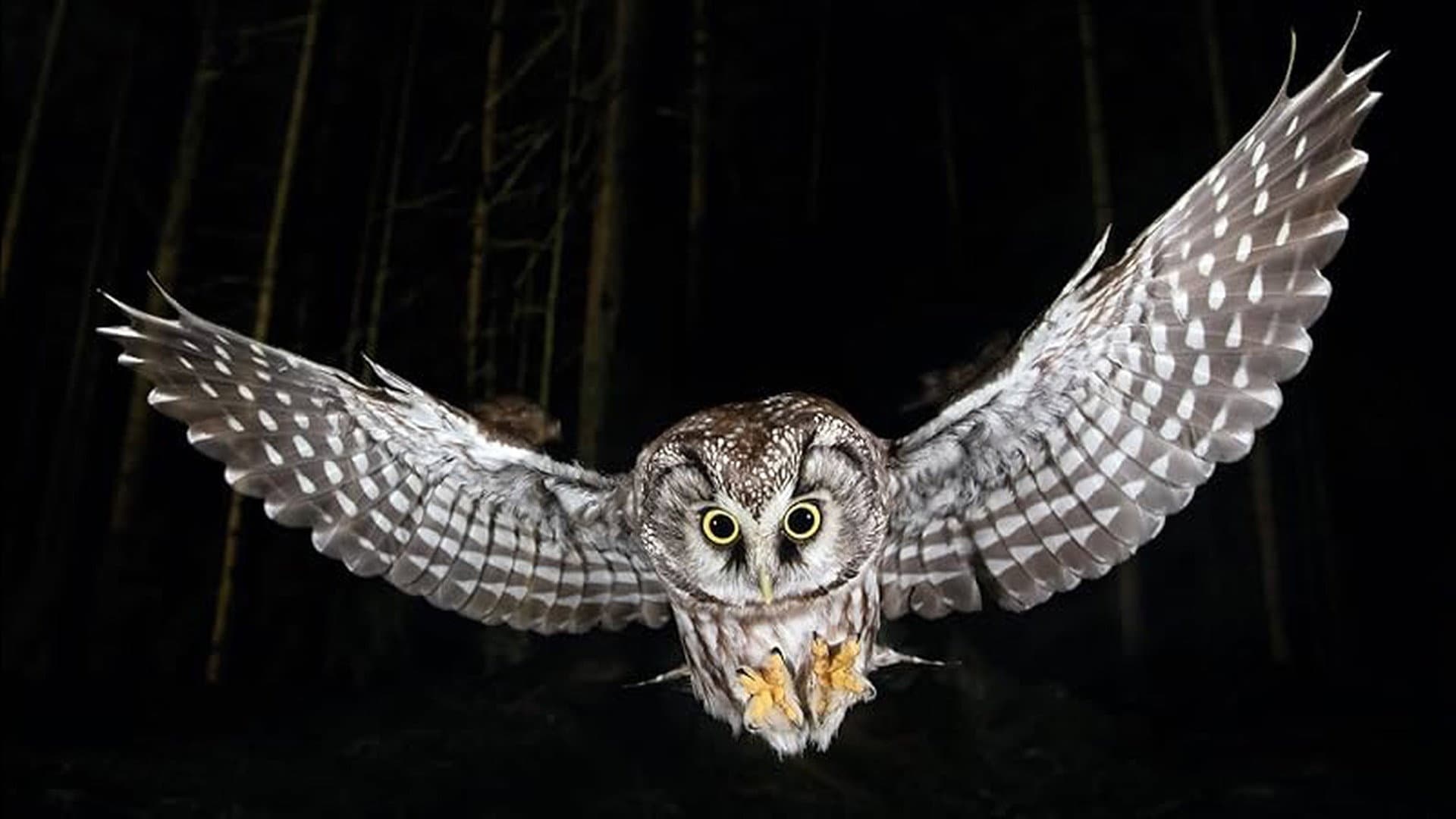 Die Nacht erwacht! Über Leben im Wald