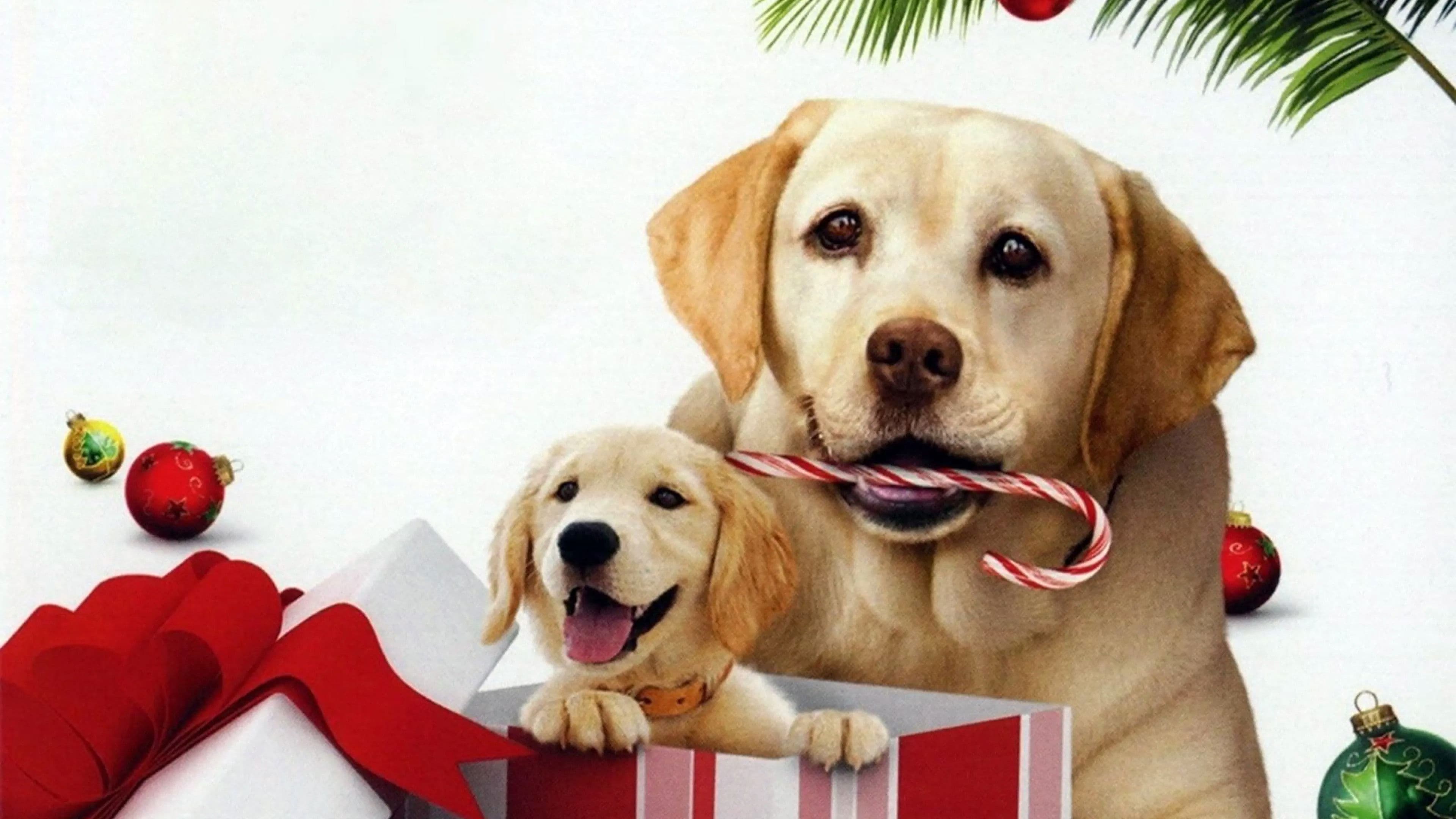 El perro que salvó las Navidades