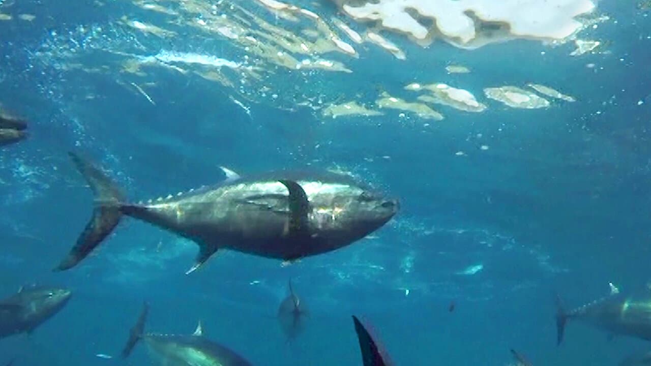 Cultivating the Seas: History and Future of the Full-Cycle Cultured Kindai Tuna