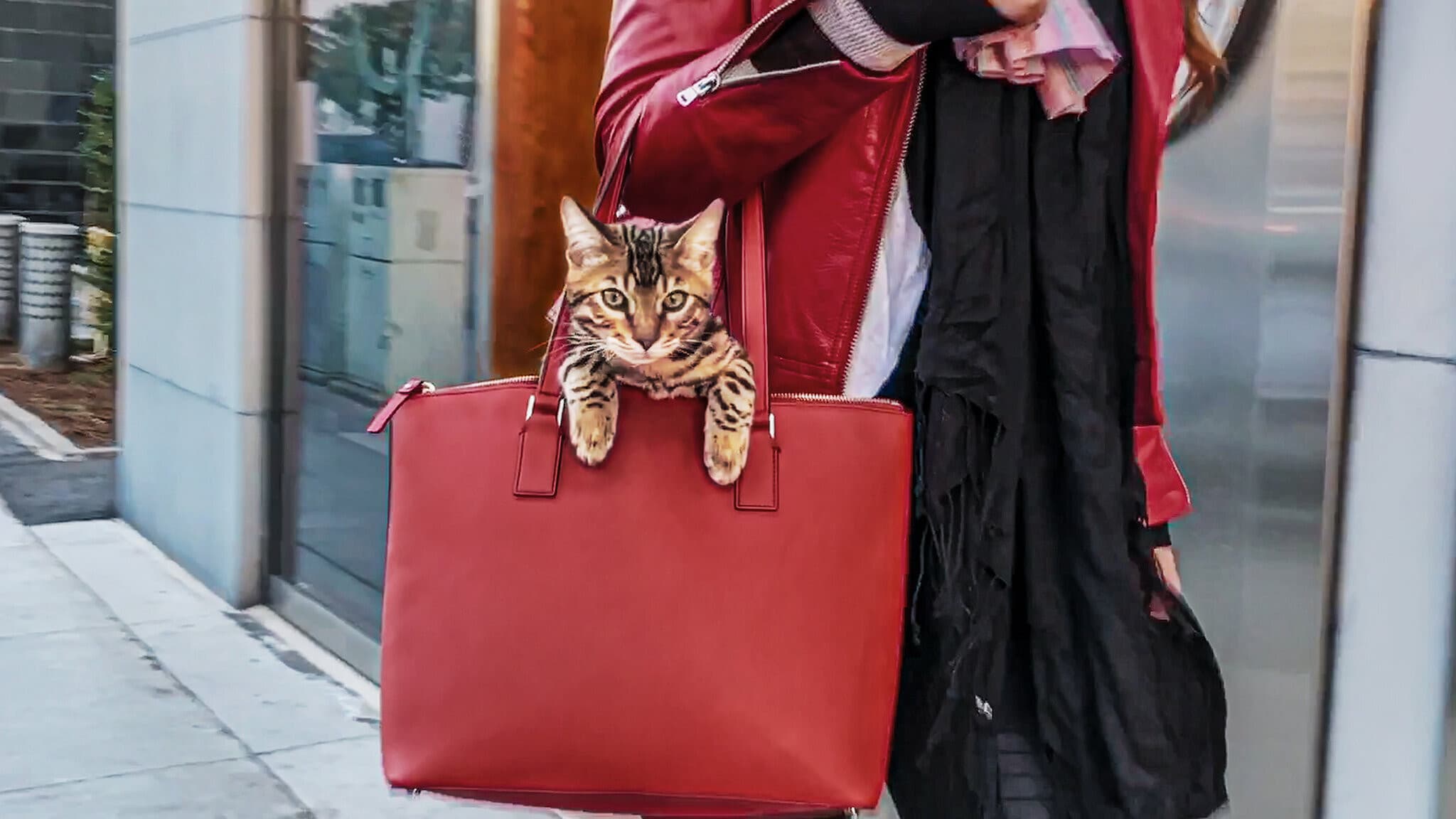Gente de gatos