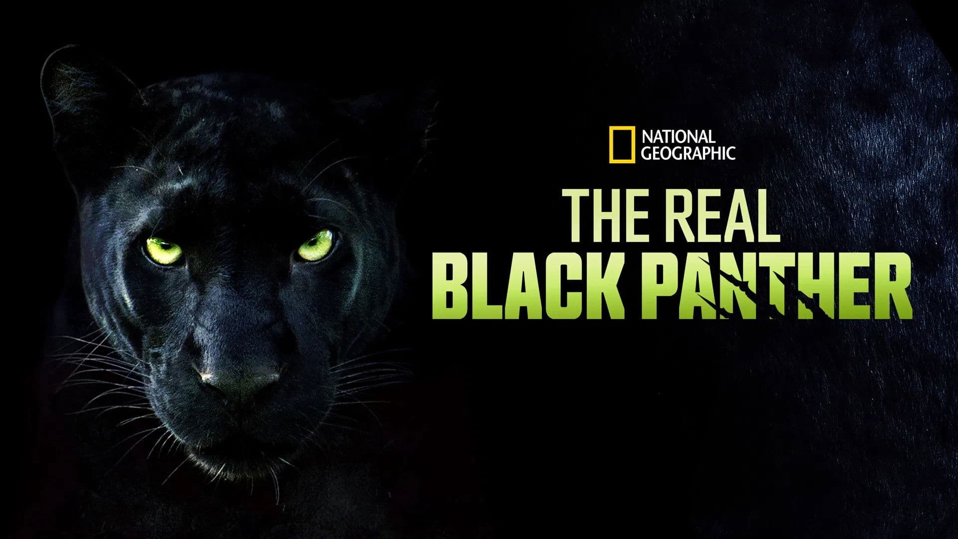 The Real Black Panther