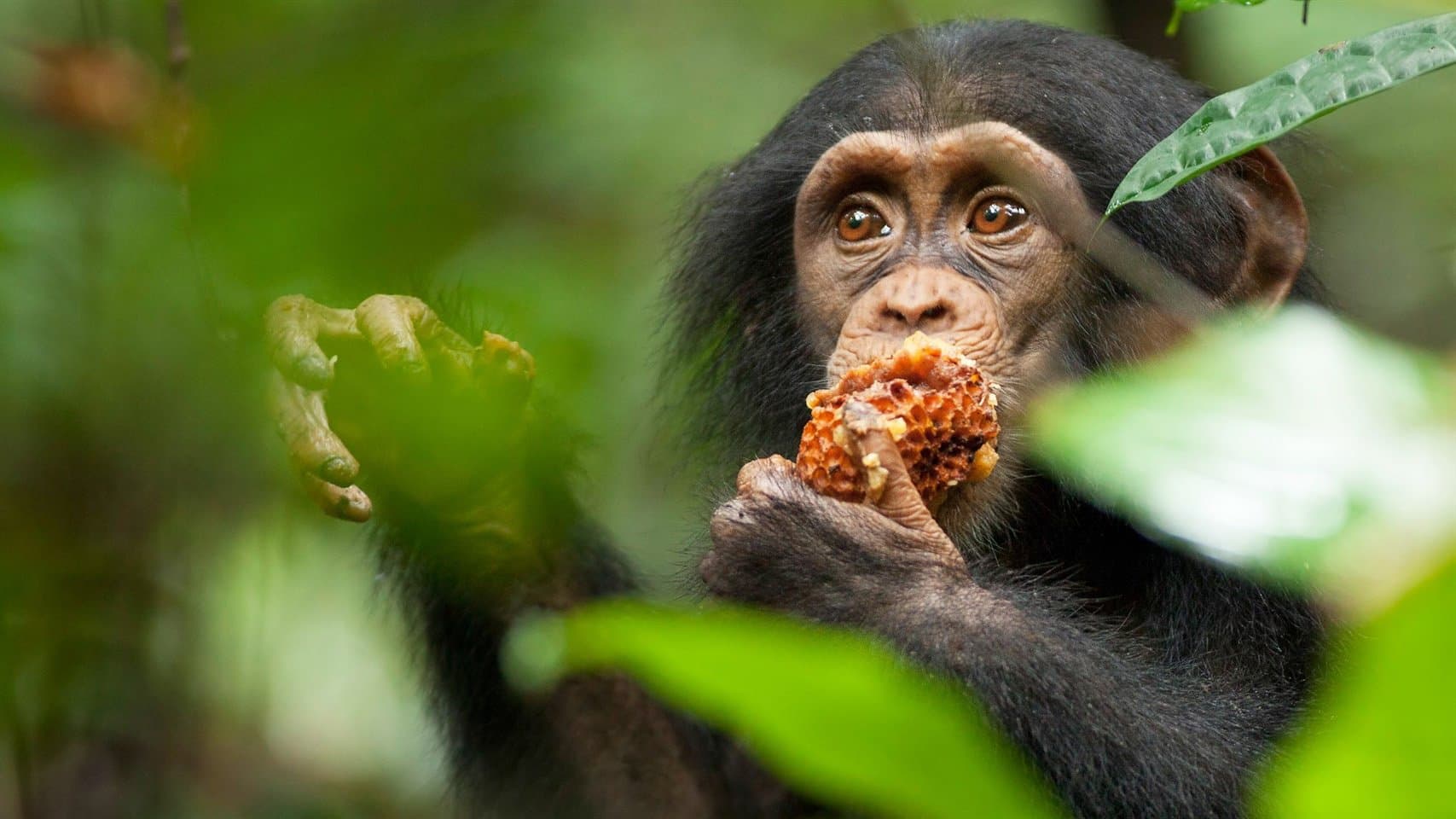 Chimpancés