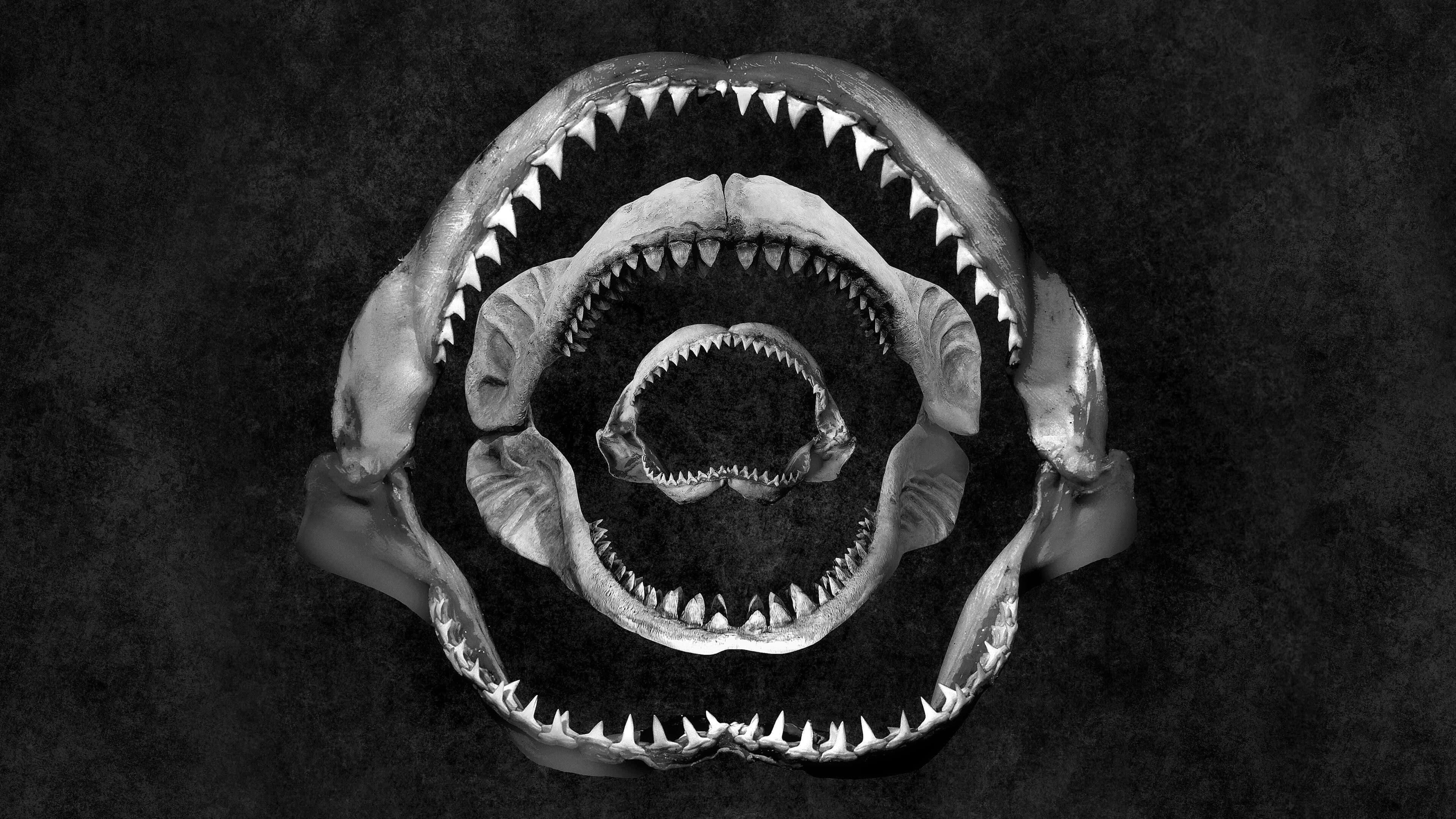 Shark Eat Shark