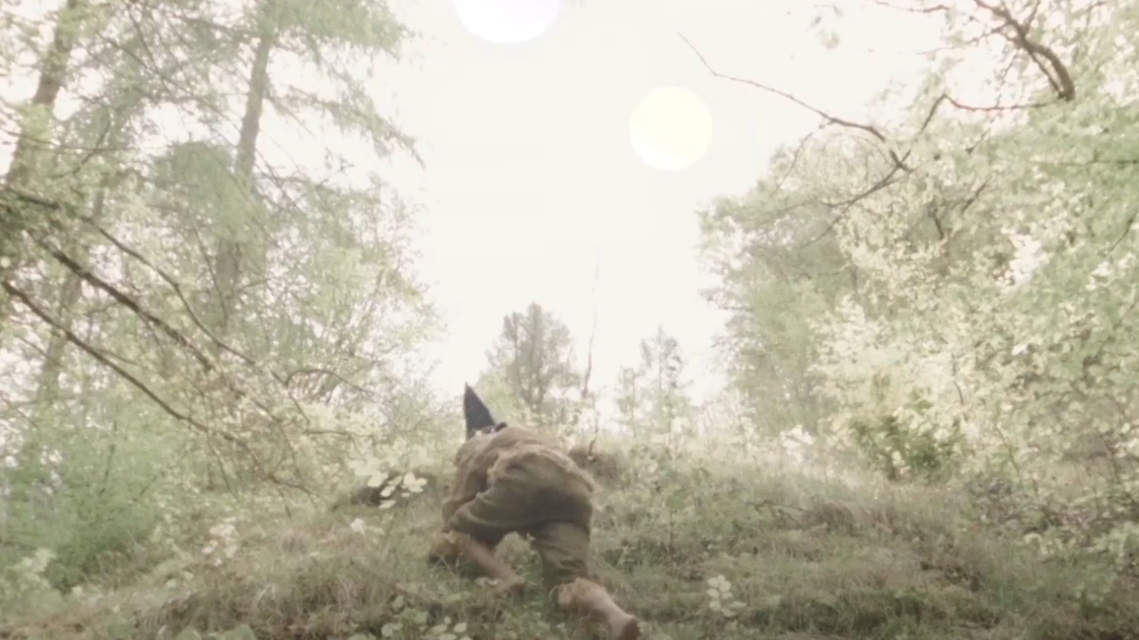 Rover of Meadow's Advent