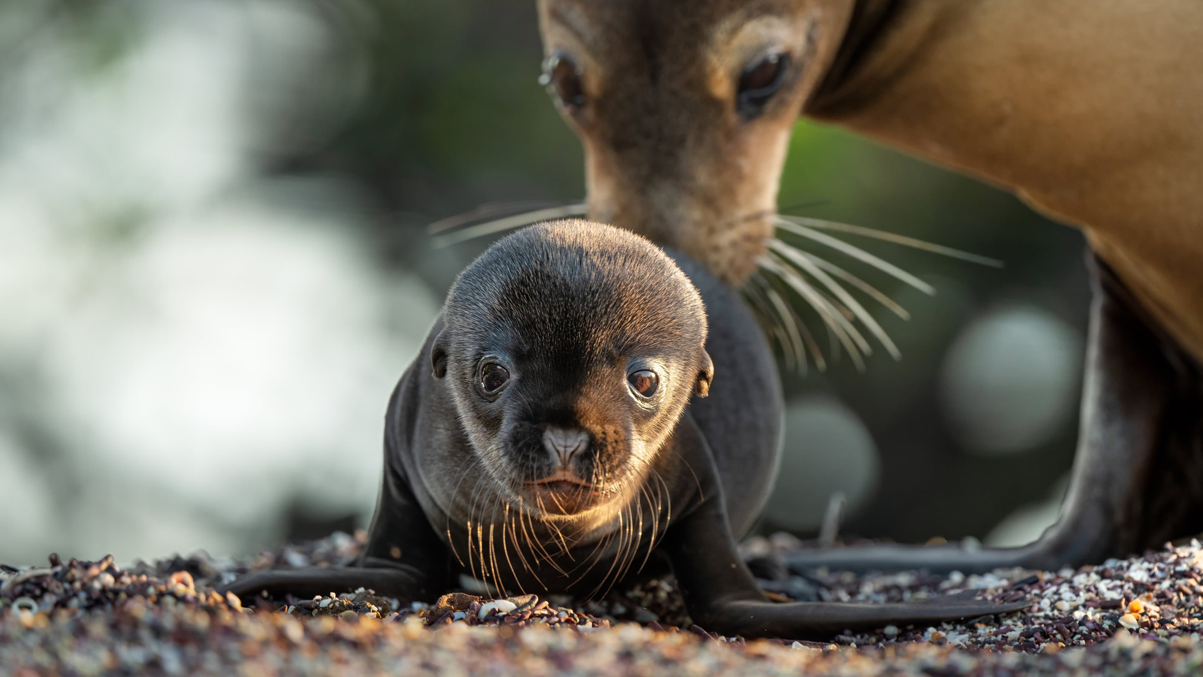 Leones Marinos de las Galápagos