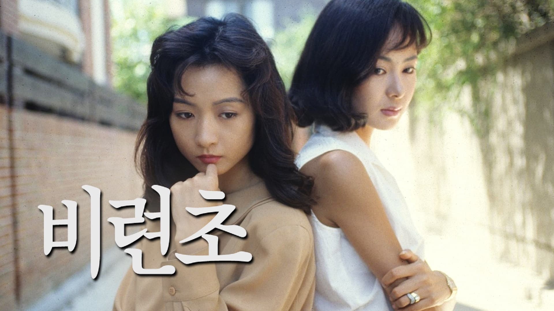 비련초