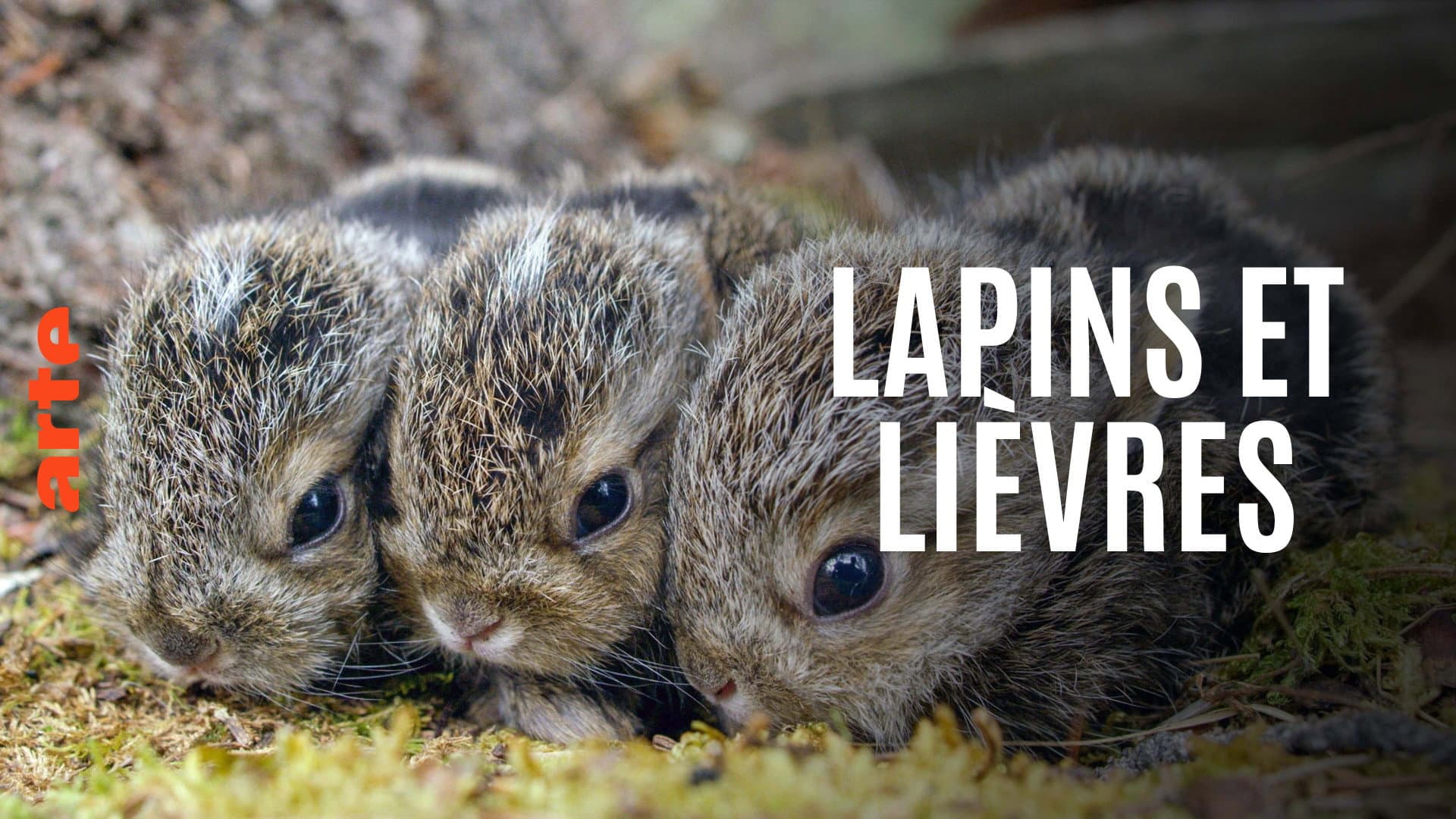 Lapins et lièvres - La Fabuleuse histoire des grandes oreilles