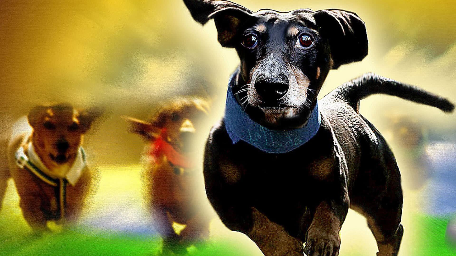 Un Perro Salchicha en las Nacionales
