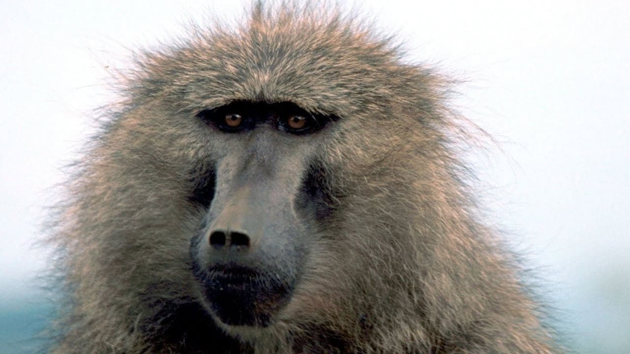 La vie privée des animaux - Saga