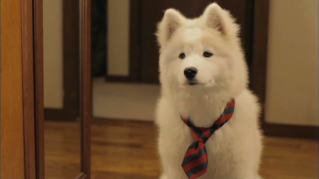 犬飼さんちの犬