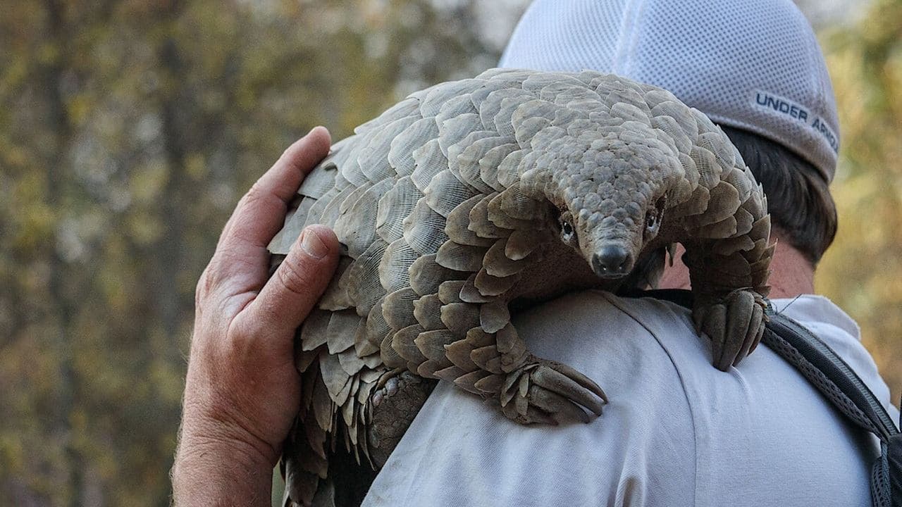 Pangolín: El viaje de Kulu