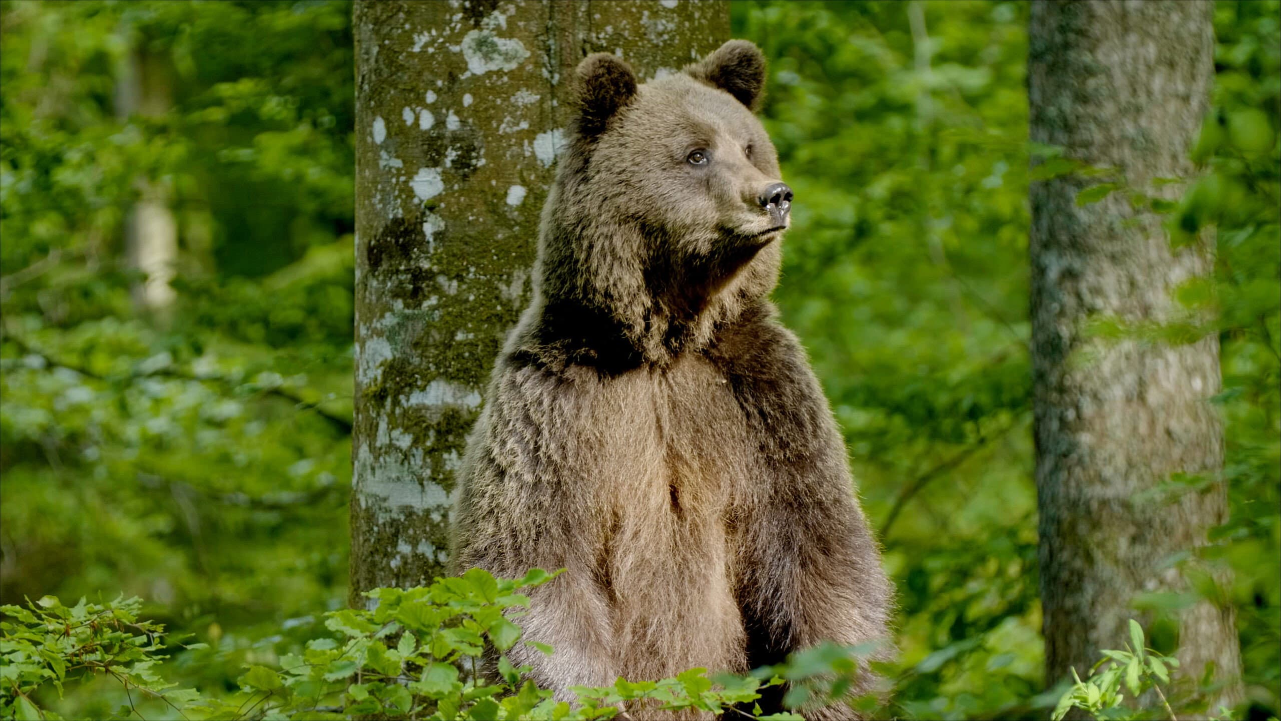 Slowenien - Am Puls der Wildnis