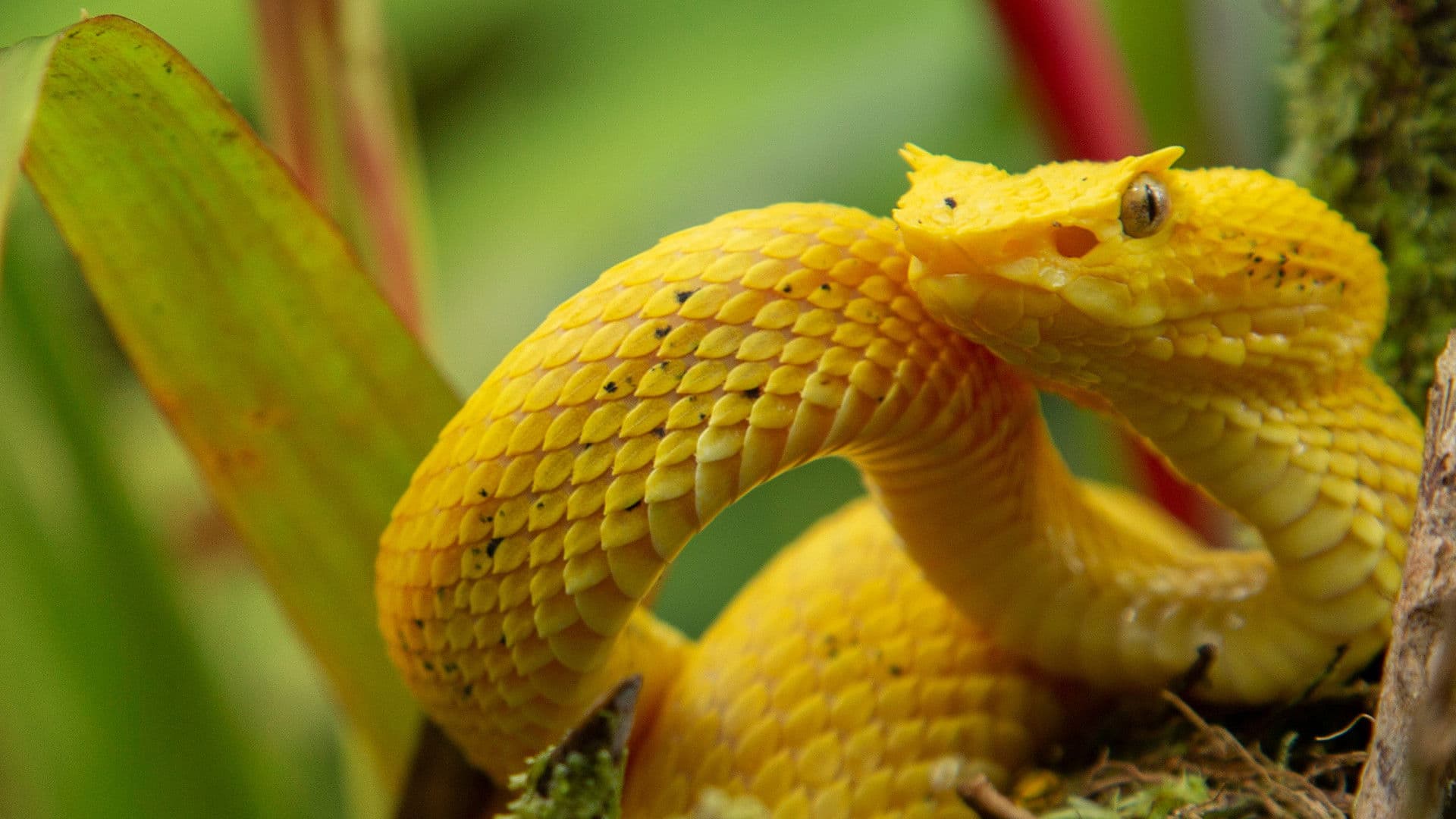 Wild Centroamérica