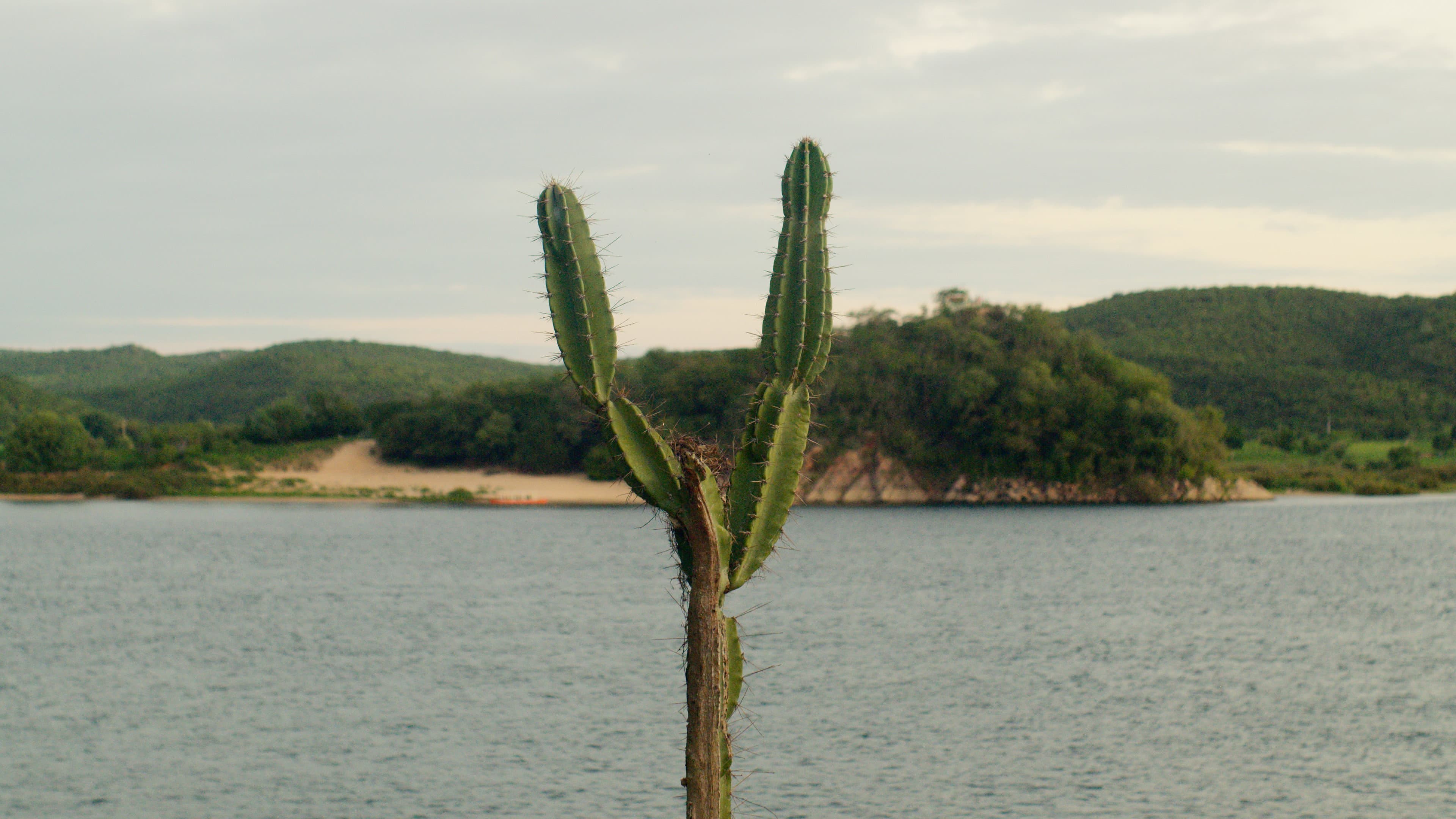 Coleções