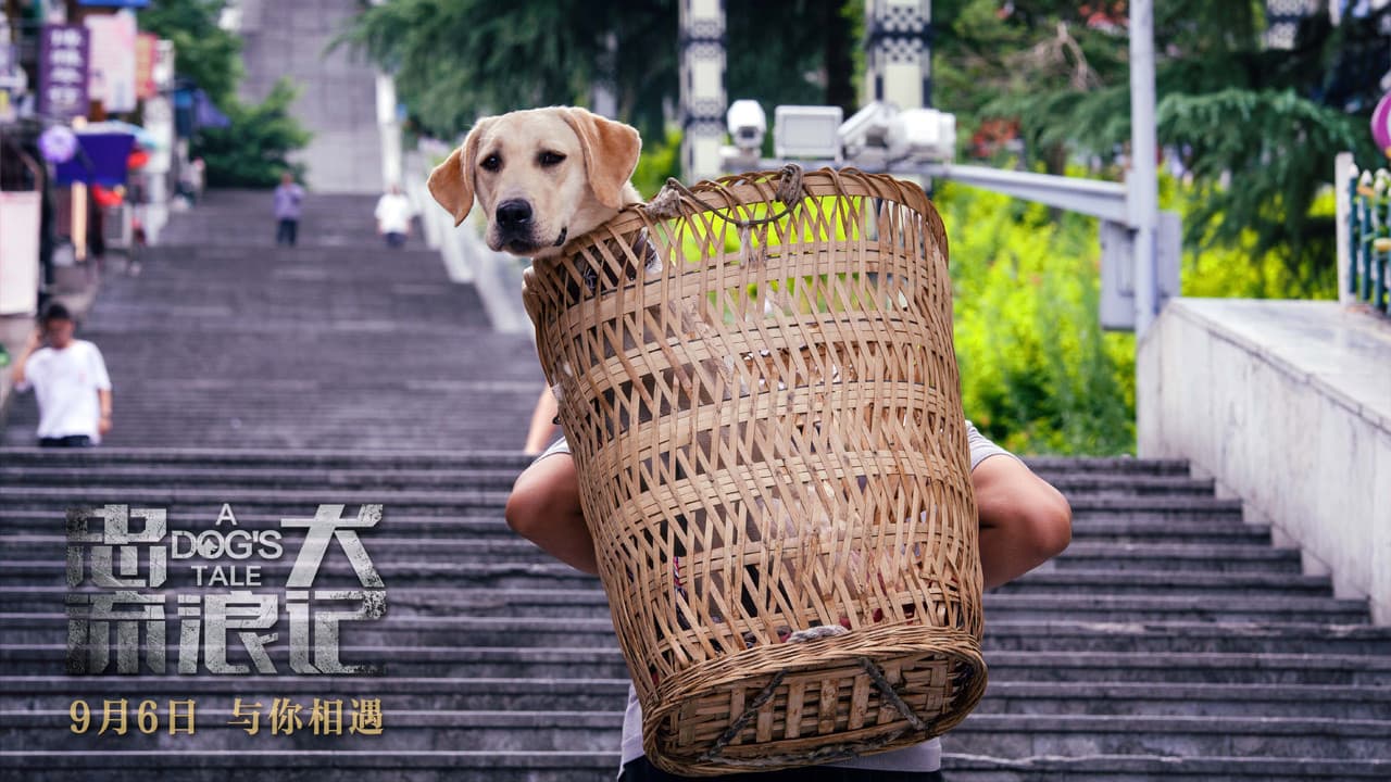 忠犬流浪记