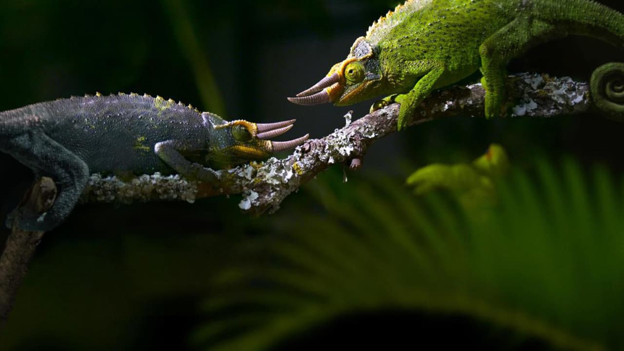Règne animal, les jeux de l'amour