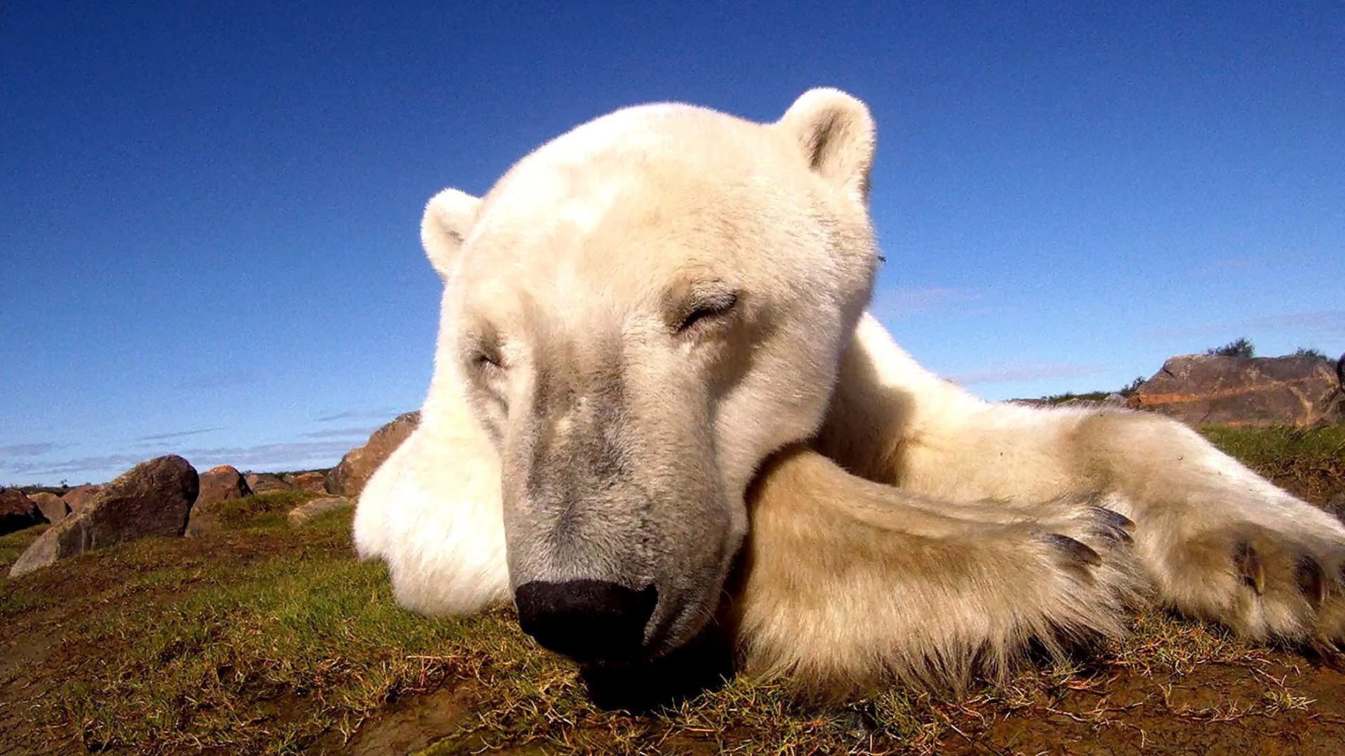 Osos Polares: Ice Bear