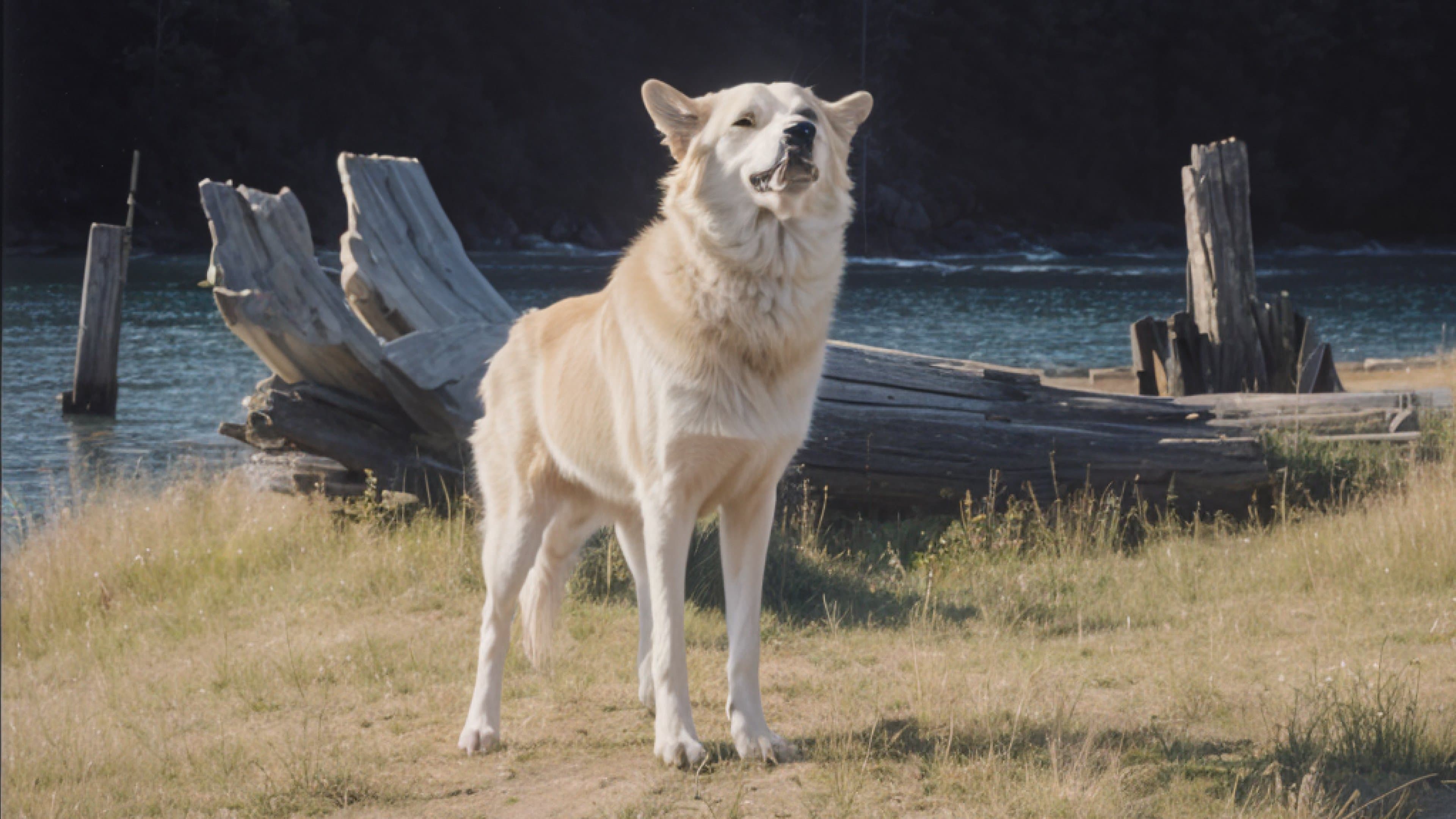 White Wolves Collection