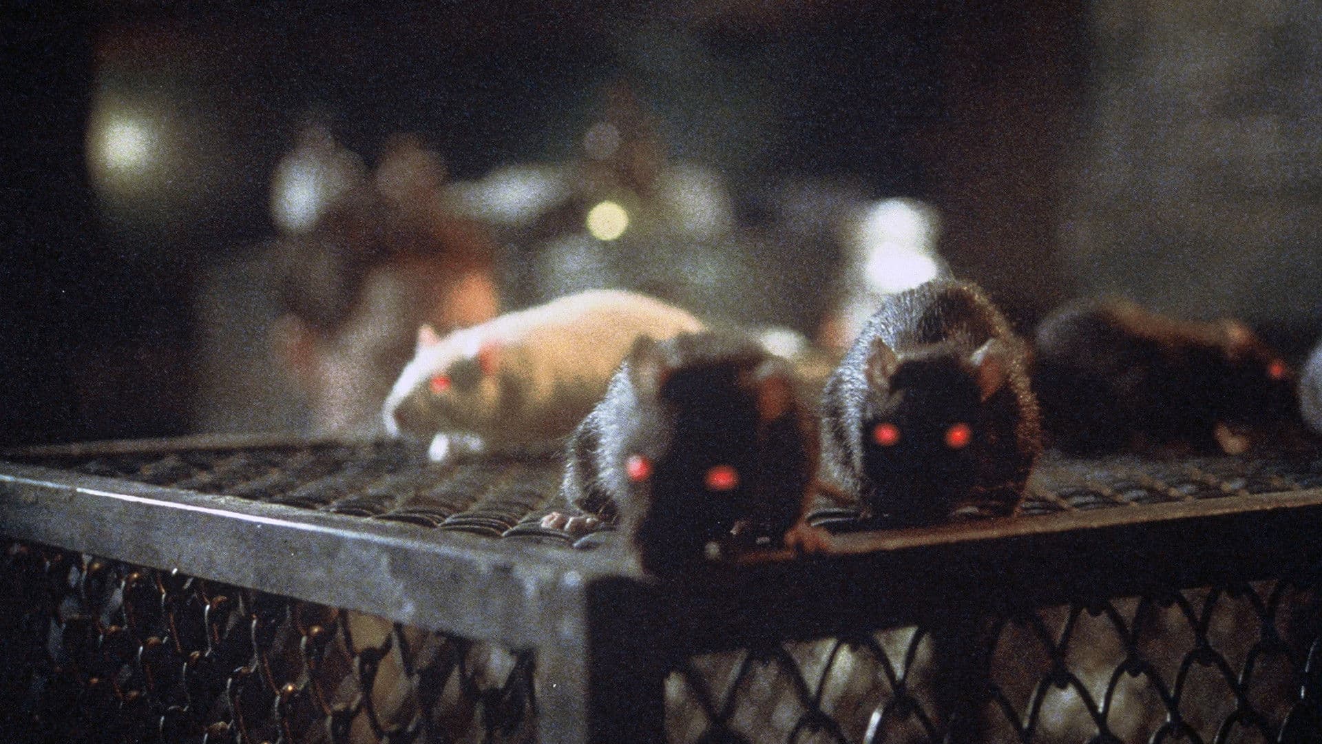 La noche de las ratas