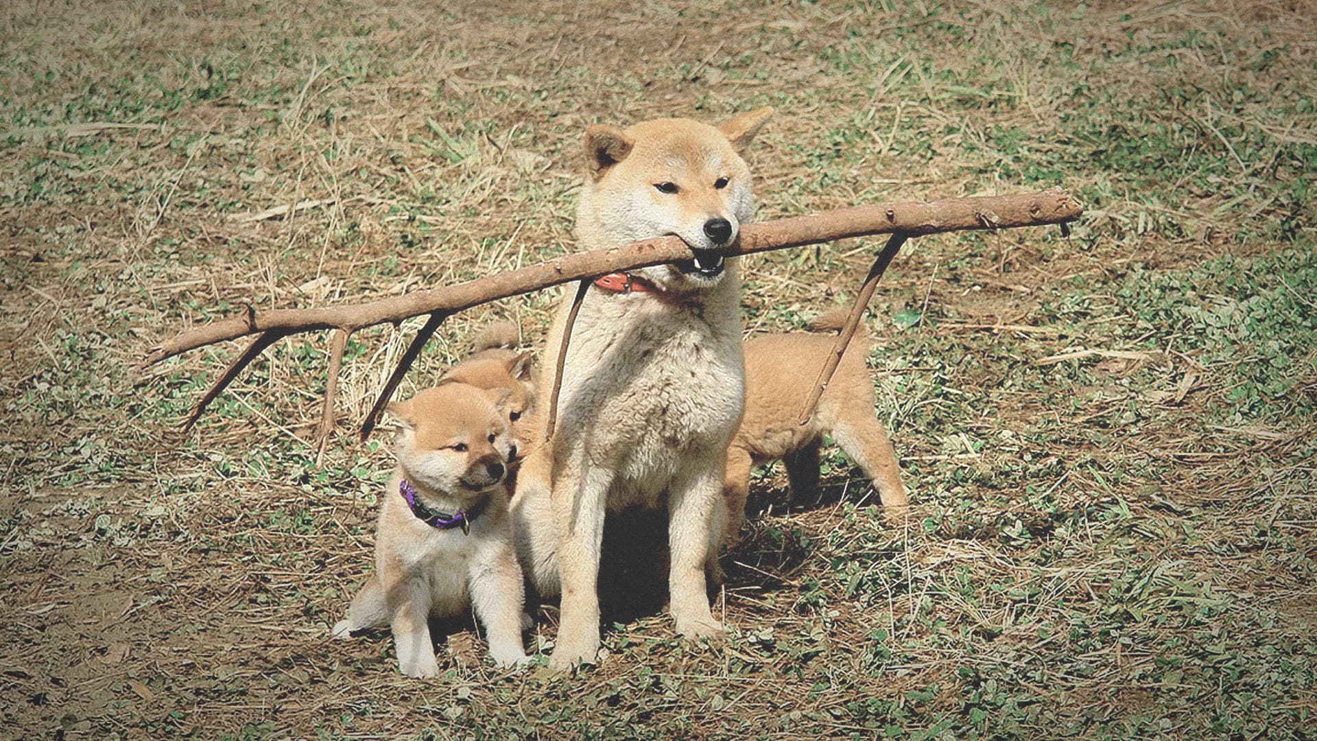 マリと子犬の物語