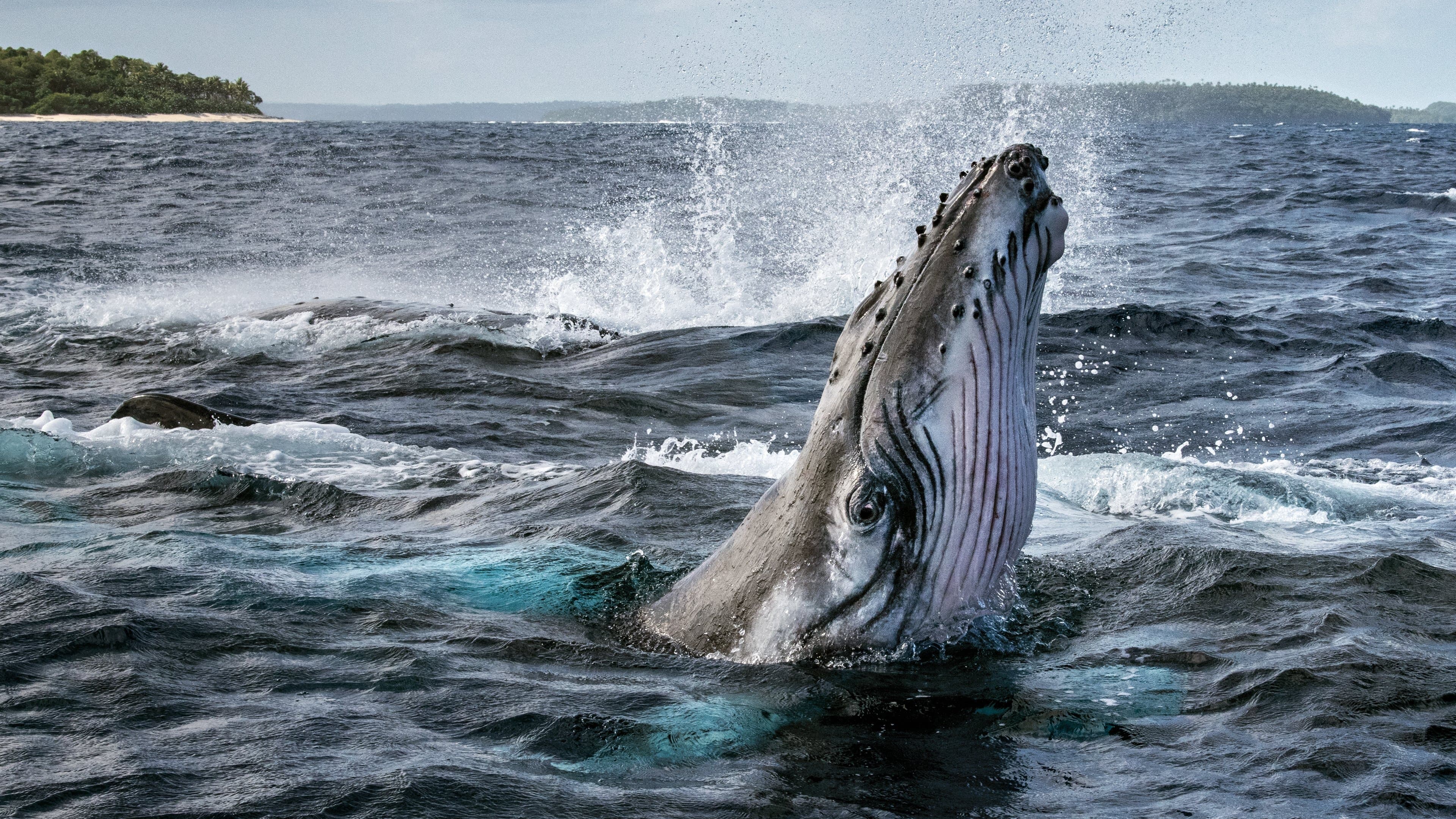 Secretos de las Ballenas