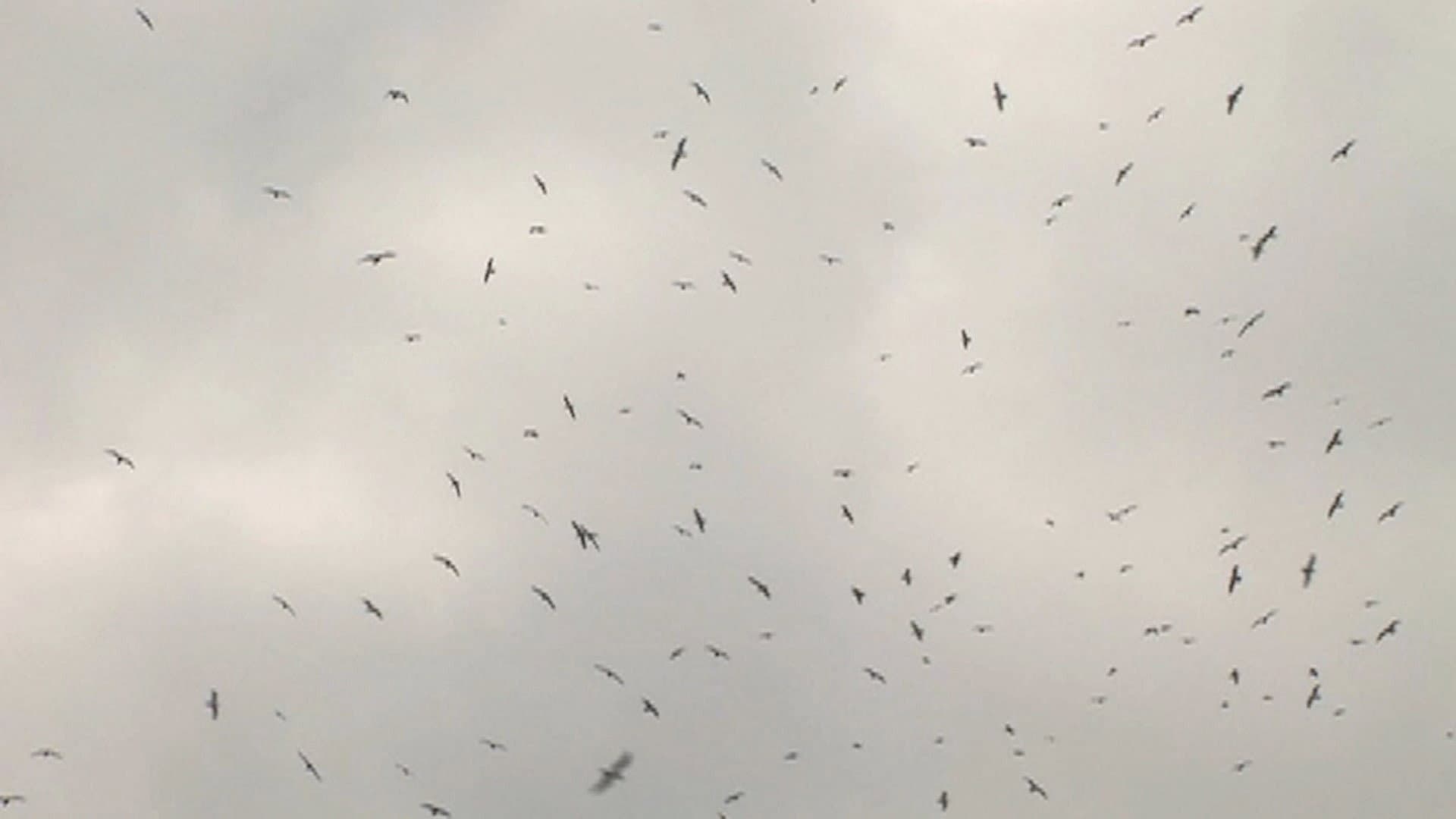 Mumurations