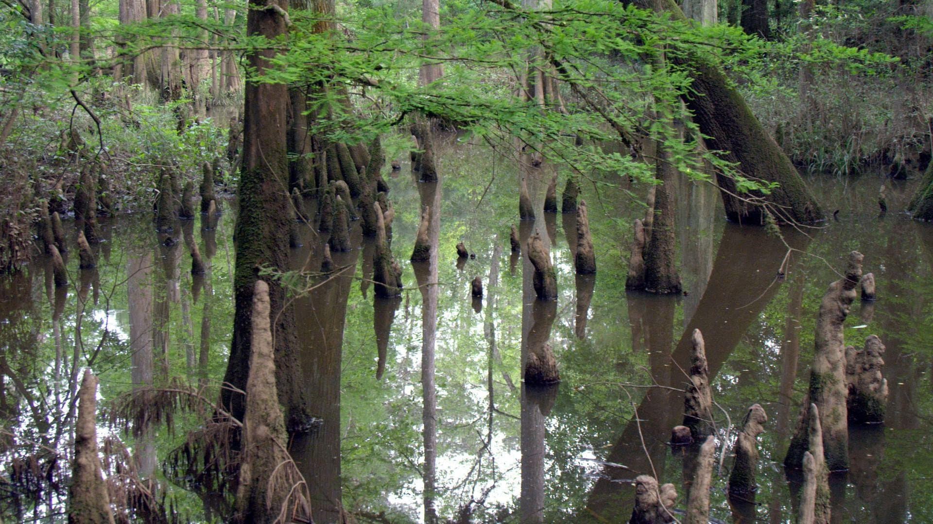 Gatorlands‎