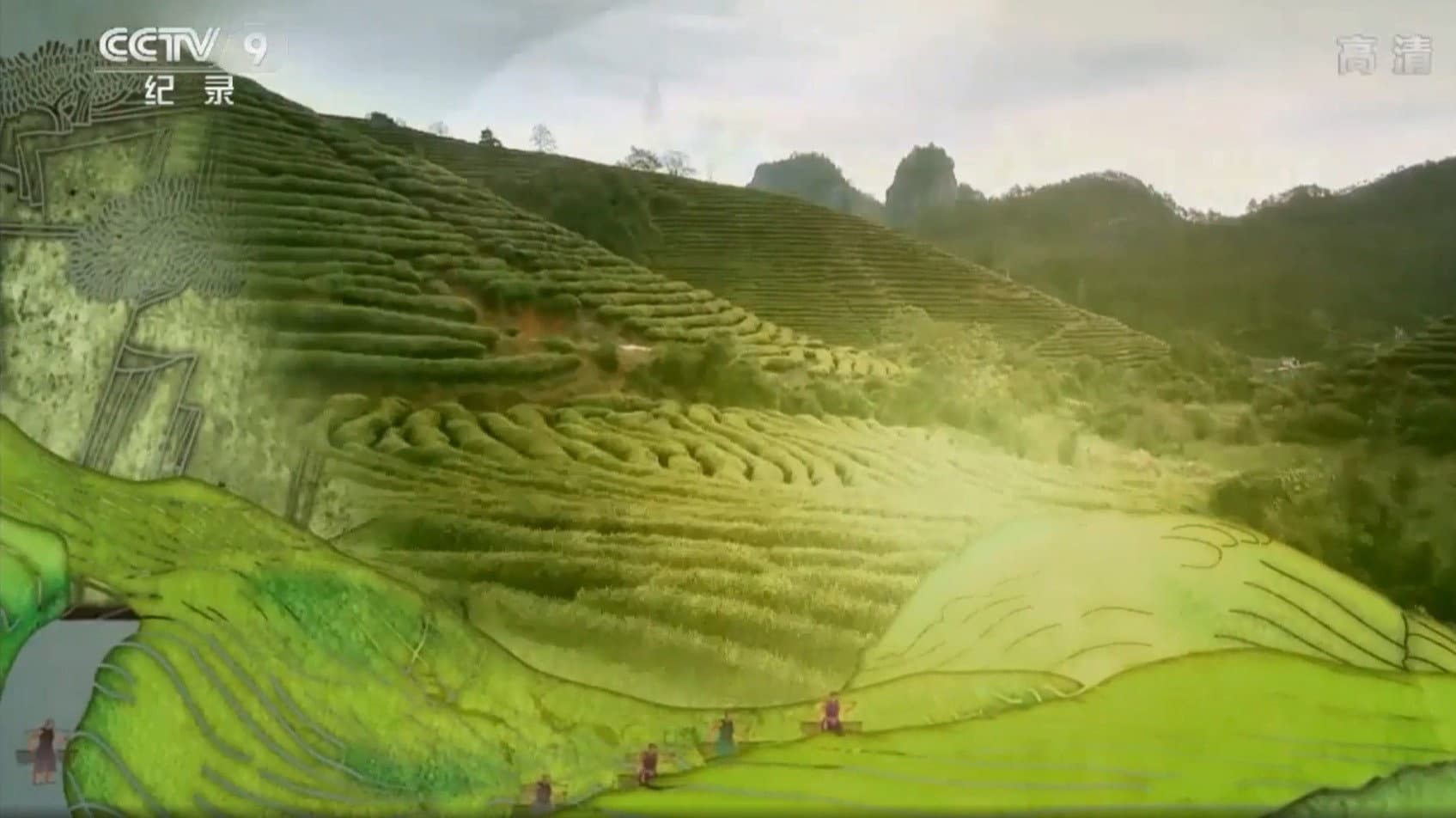茶叶之路