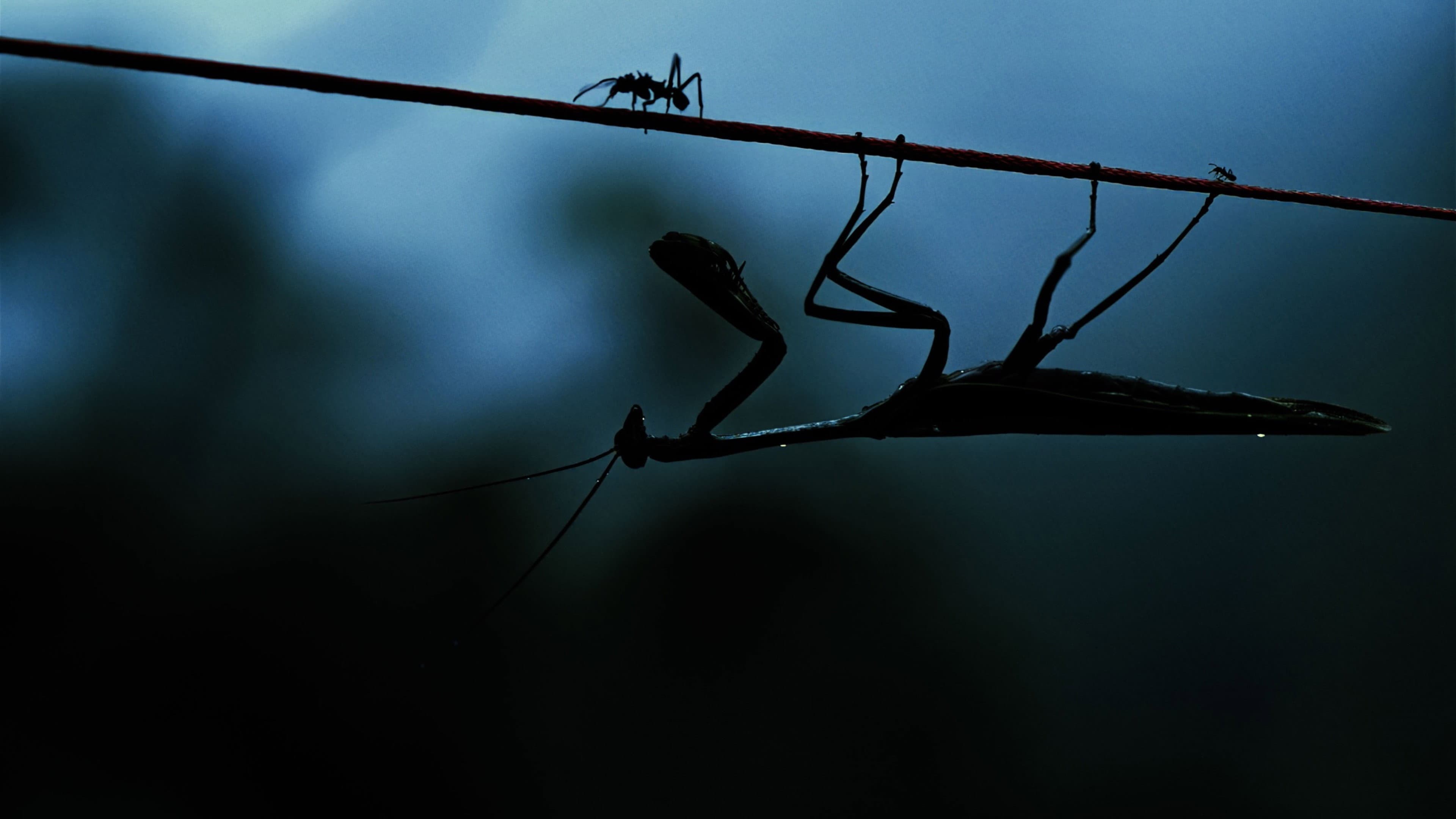 Insekten - Helden im Verborgenen