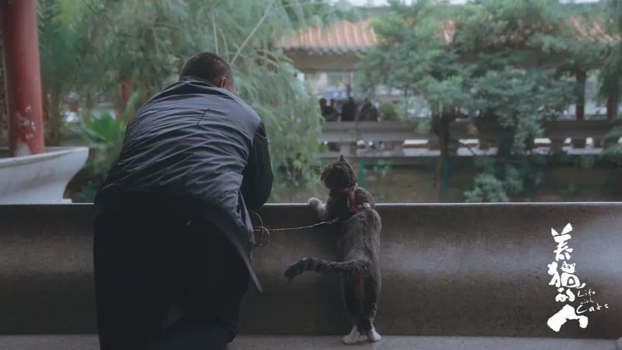 养猫的人