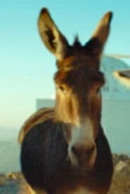 Ruperto