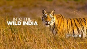 Into the Wild: India — foto 1