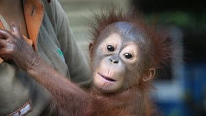 Meet the Orangutans — foto 1