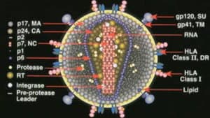 Deconstructing the Myth of Aids — foto 1