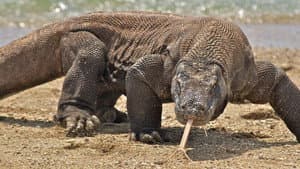 Nature's Biggest Beasts — foto 1